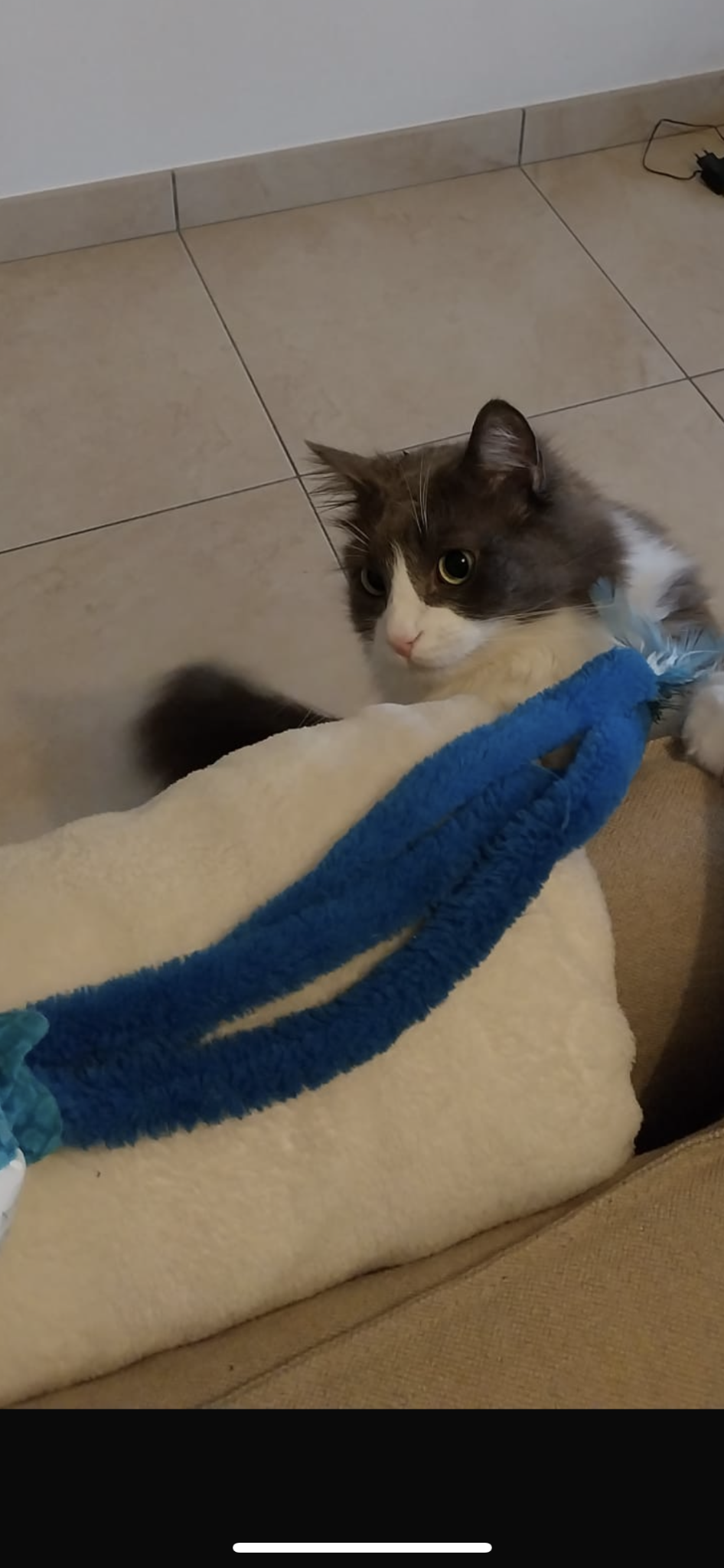 MiaouWawa AL a maison - Anne Laure Le Blanc (EI) - petsitter — photo
