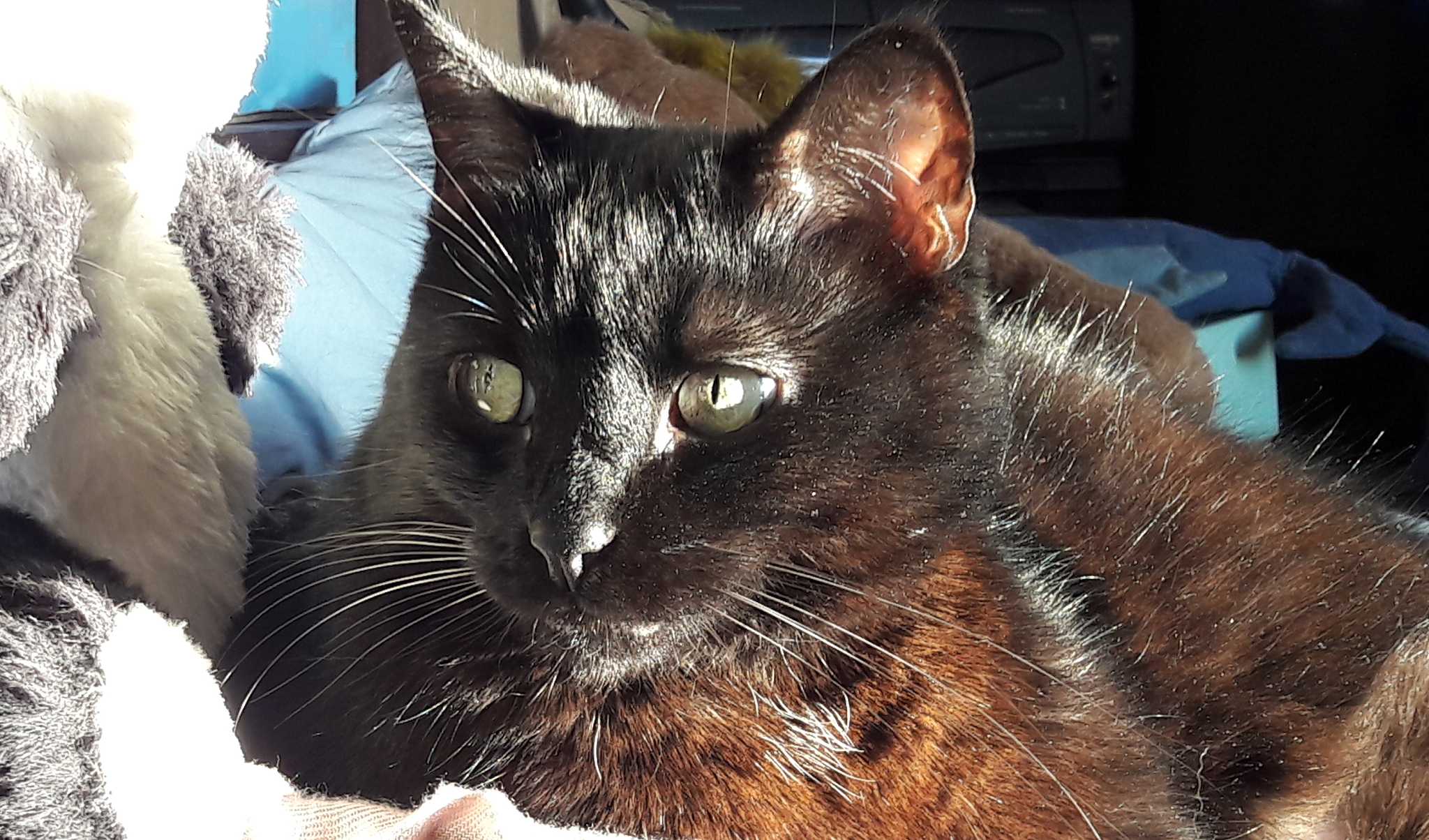 MiaouWawa AL a maison - Anne Laure Le Blanc (EI) - petsitter