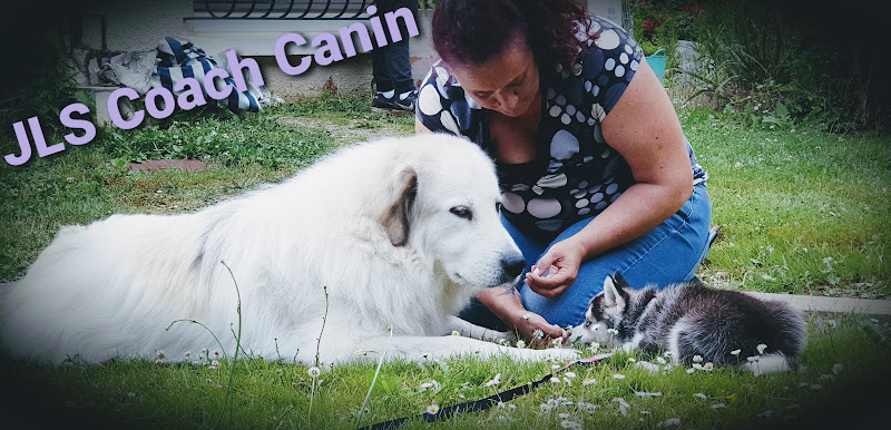 JLS coach canin