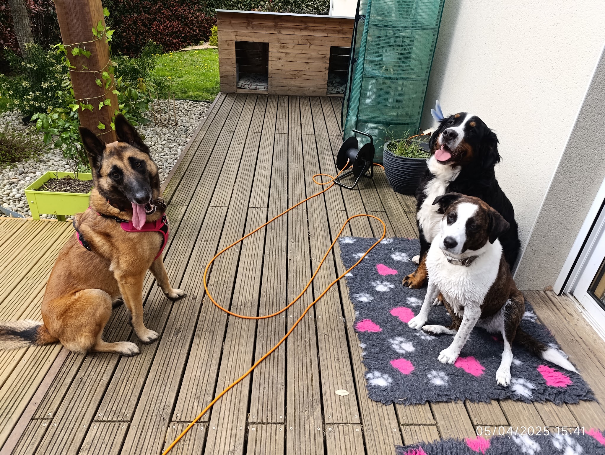 Les Pattes Occitanes - Pension canine familiale et élevage Bouviers Bernois — photo