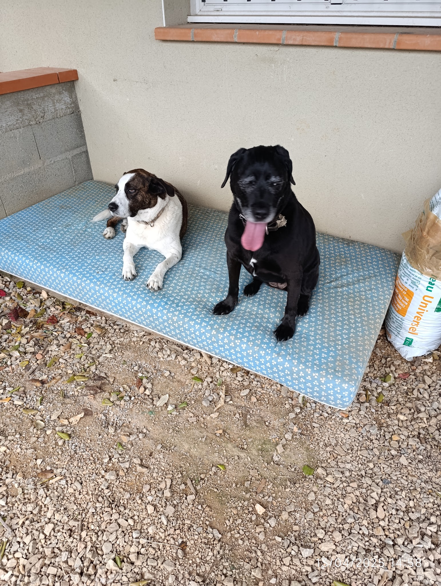 Les Pattes Occitanes - Pension canine familiale et élevage Bouviers Bernois — photo