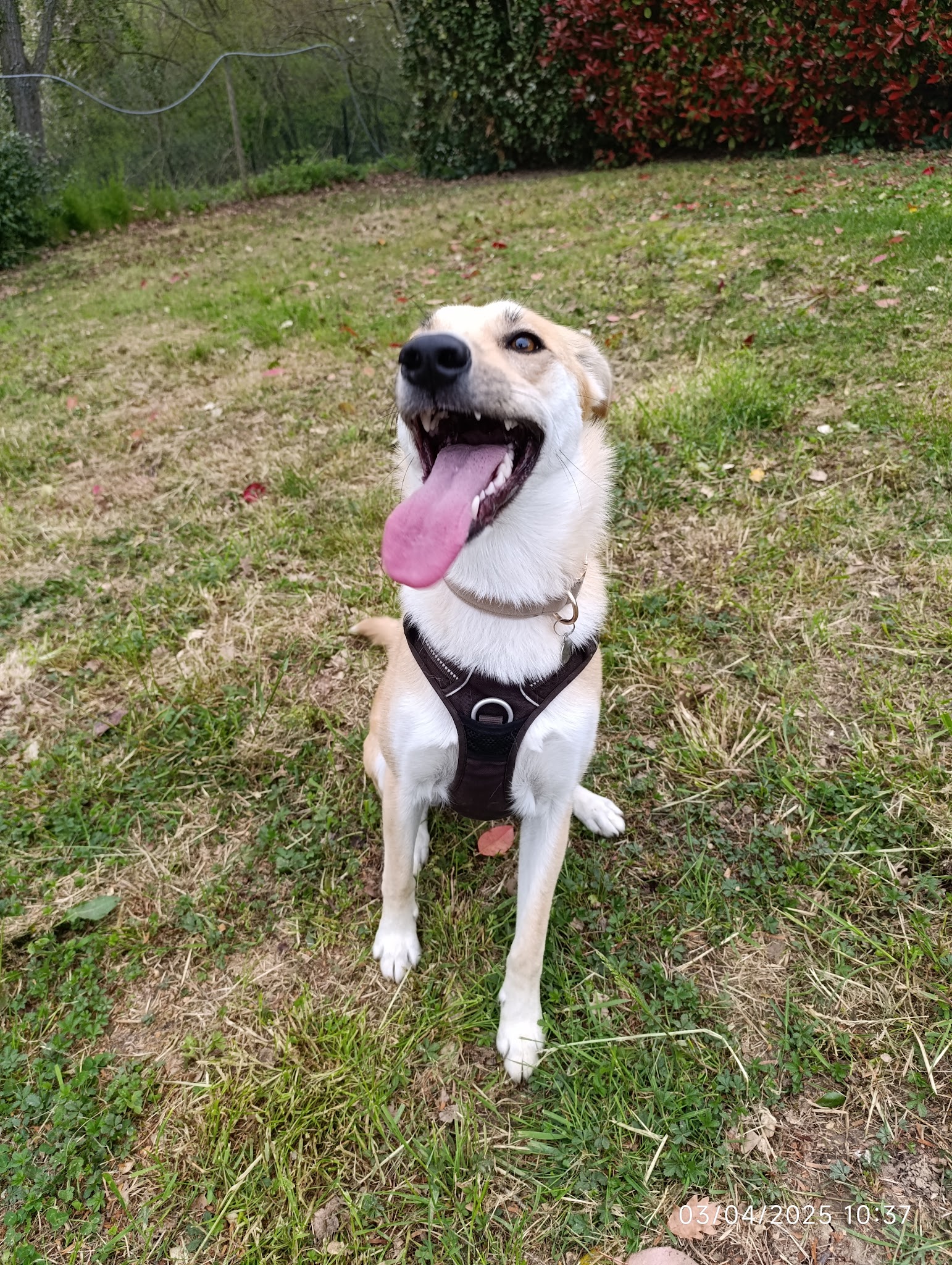 Les Pattes Occitanes - Pension canine familiale et élevage Bouviers Bernois — photo