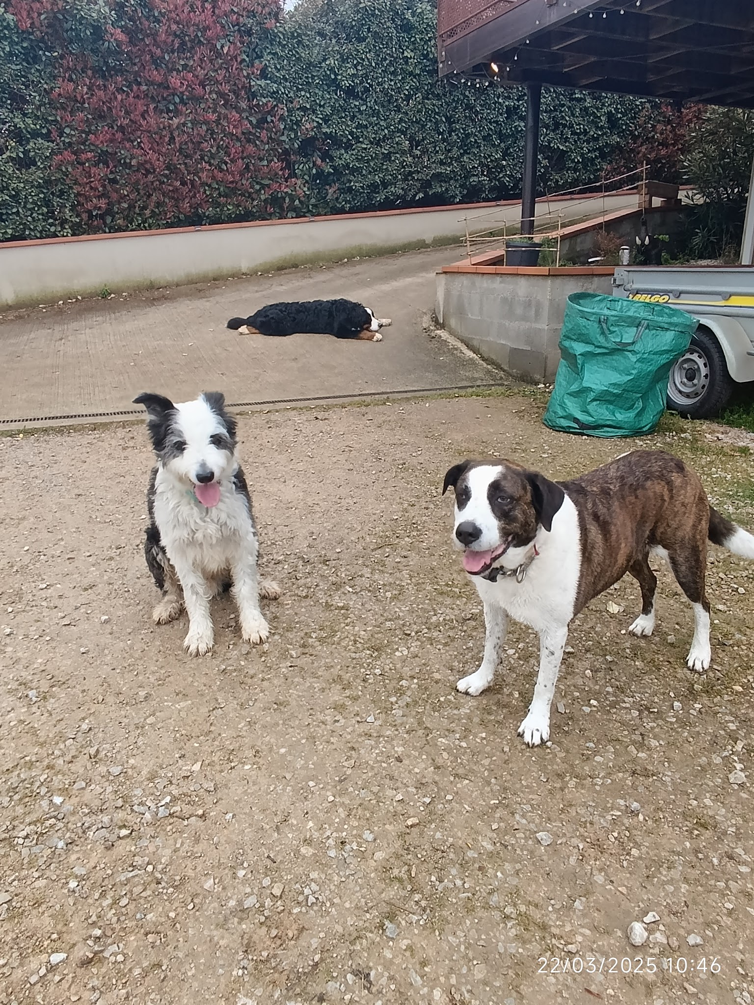 Les Pattes Occitanes - Pension canine familiale et élevage Bouviers Bernois — photo