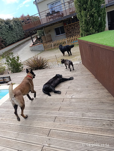 Les Pattes Occitanes - Pension canine familiale et élevage Bouviers Bernois