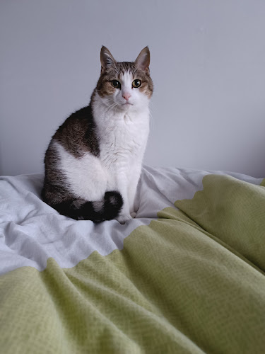 Sous la patte de Mama, petsitter chat-chien: Haubourdin, Lille et 8 km alentours