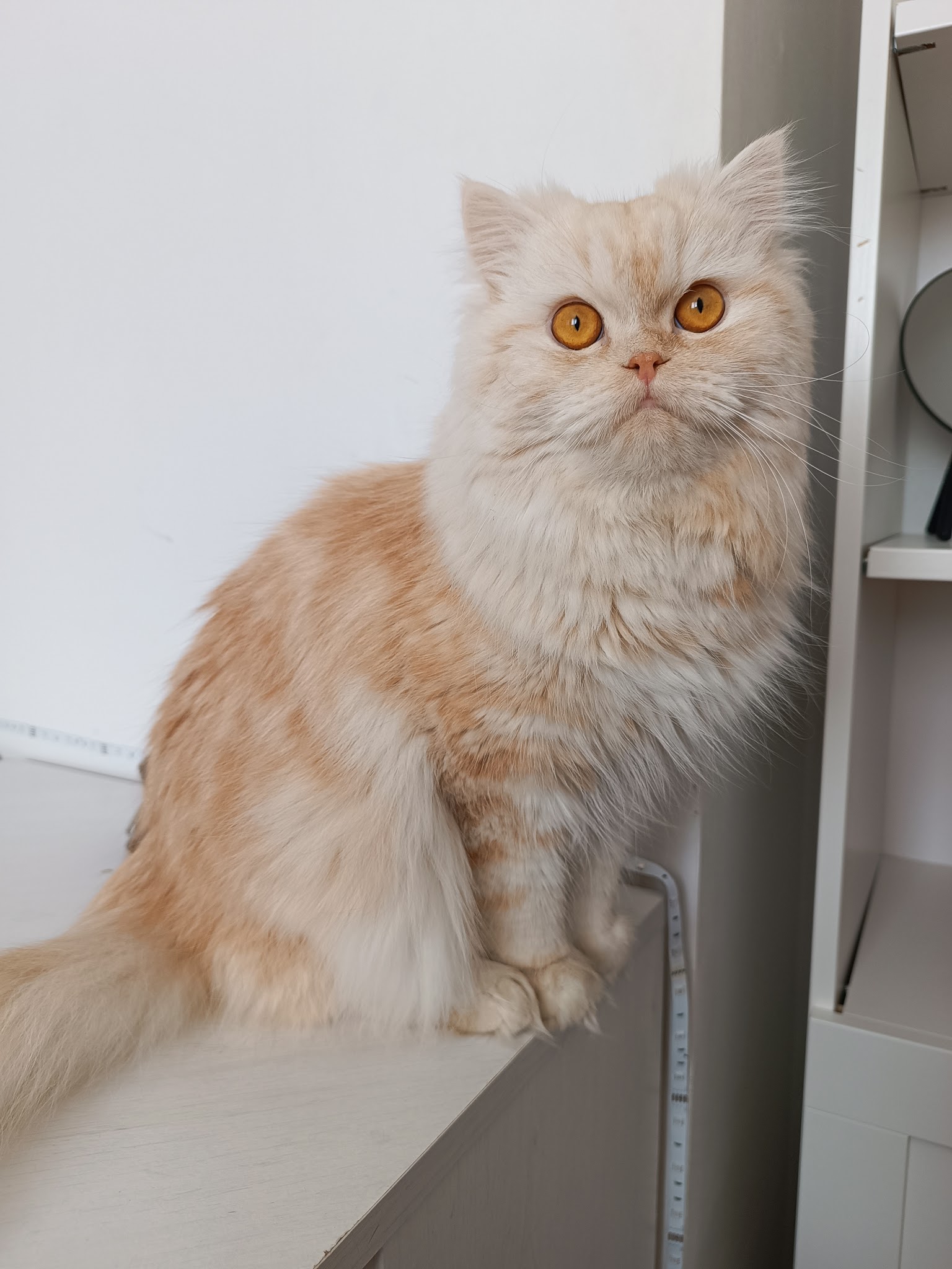 Sous la patte de Mama, petsitter chat-chien: Haubourdin, Lille et 8 km alentours — photo