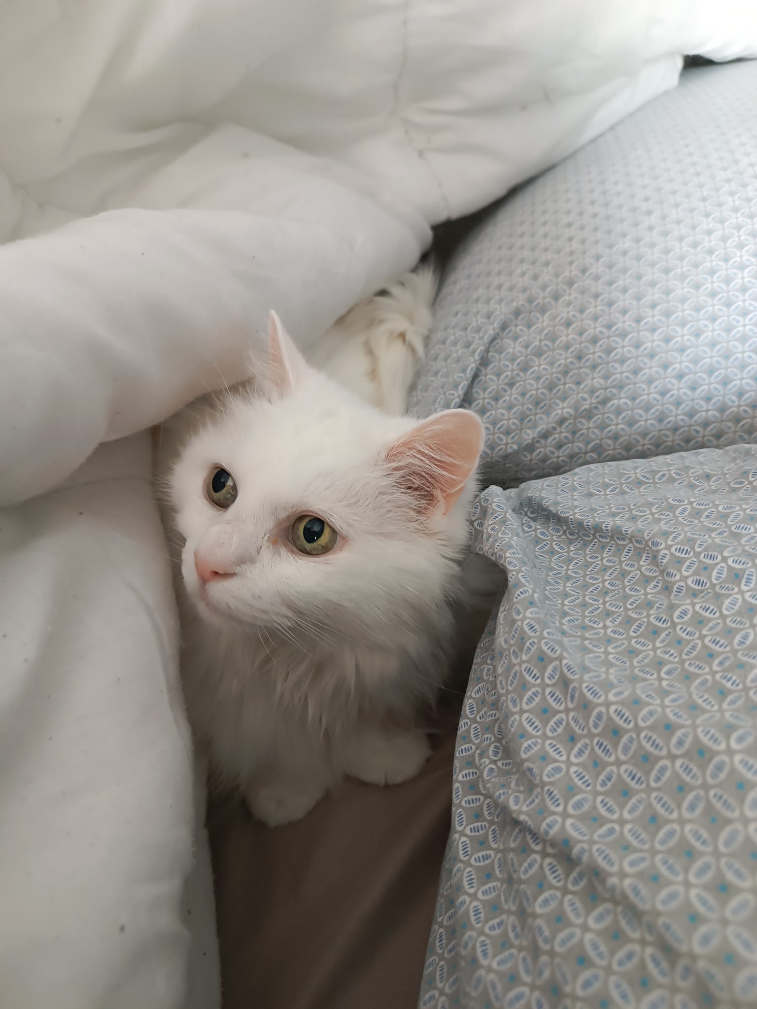 Sous la patte de Mama, petsitter chat-chien: Haubourdin, Lille et 8 km alentours — photo