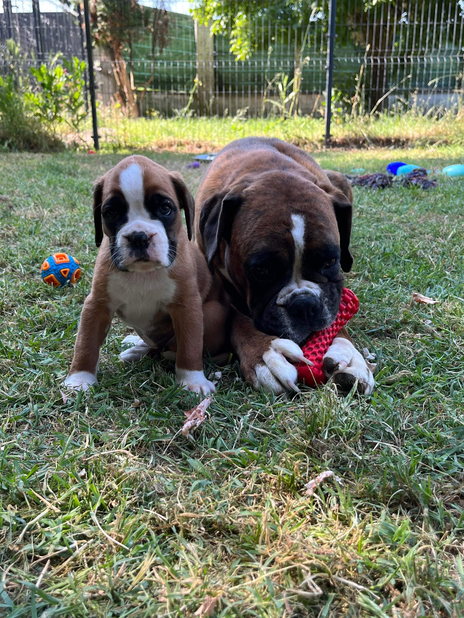 Pension Canine Animo-Services — photo
