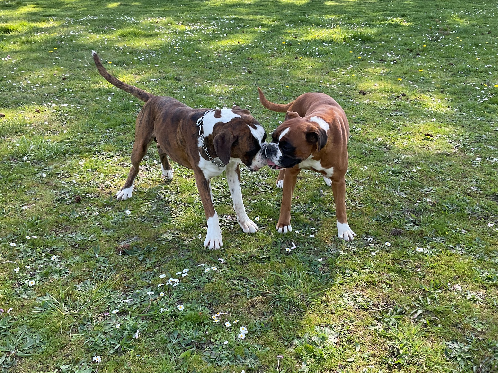 Pension Canine Animo-Services — photo