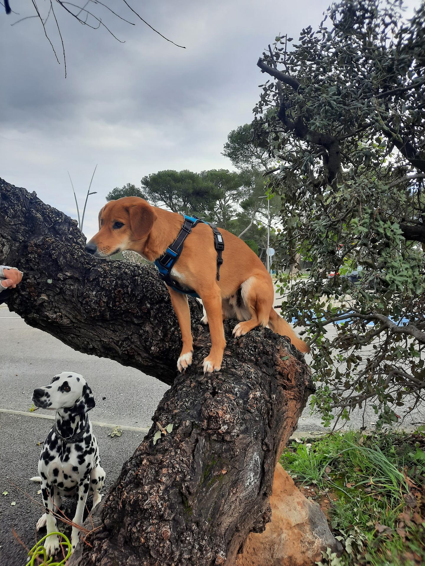 Serenydog - Macs — photo