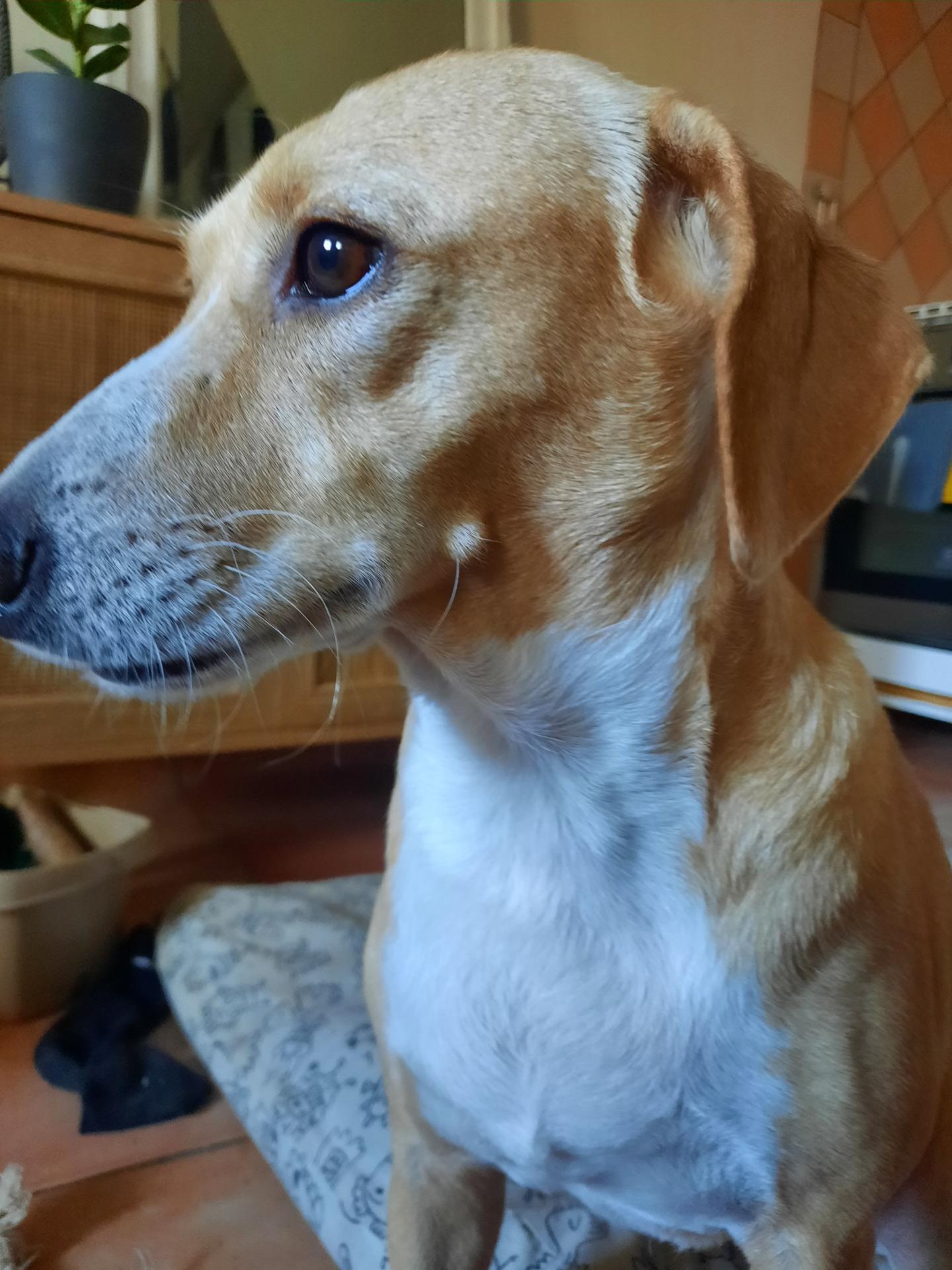 Serenydog - Macs — photo