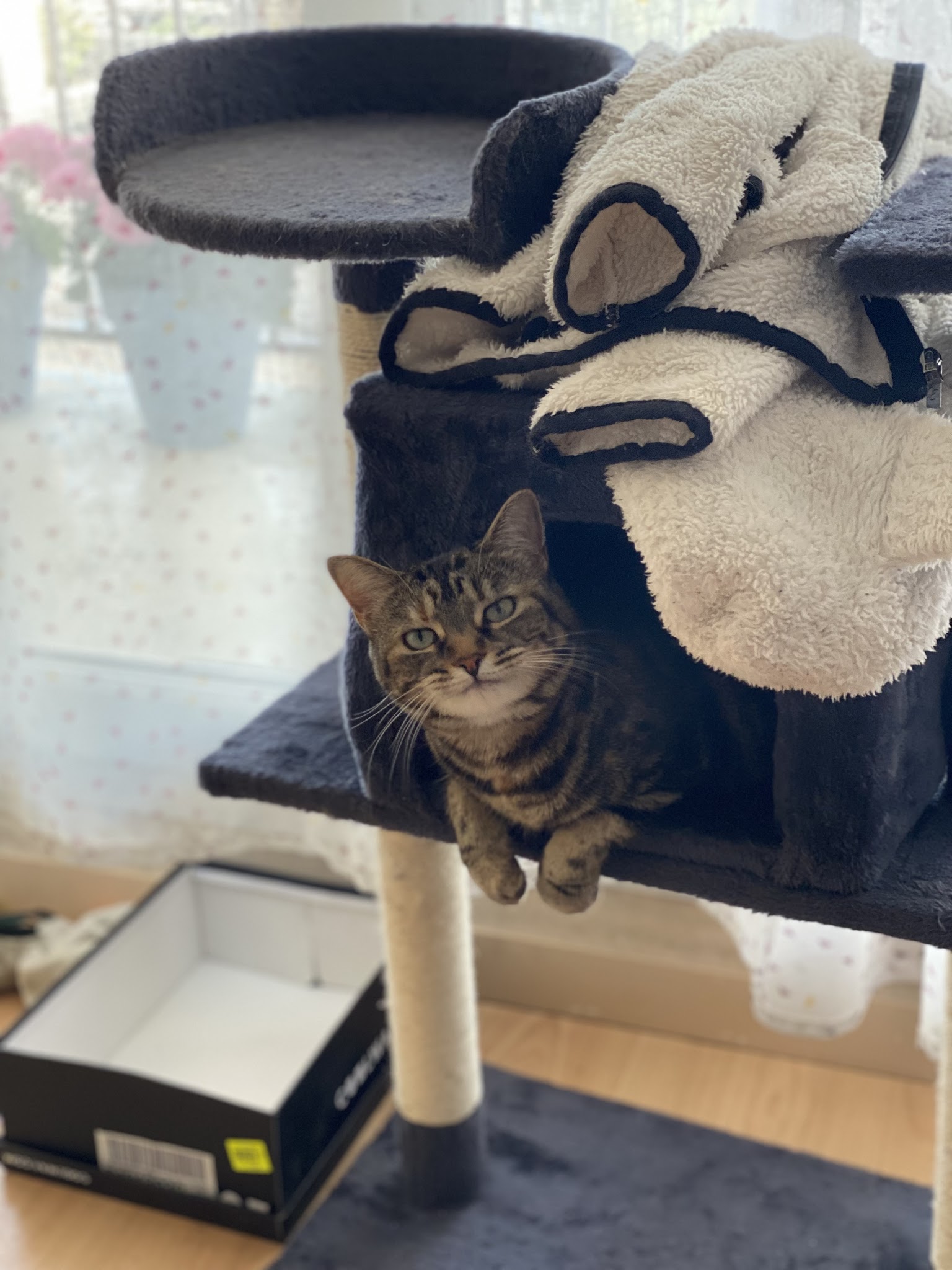 La Patte Caennaise — photo