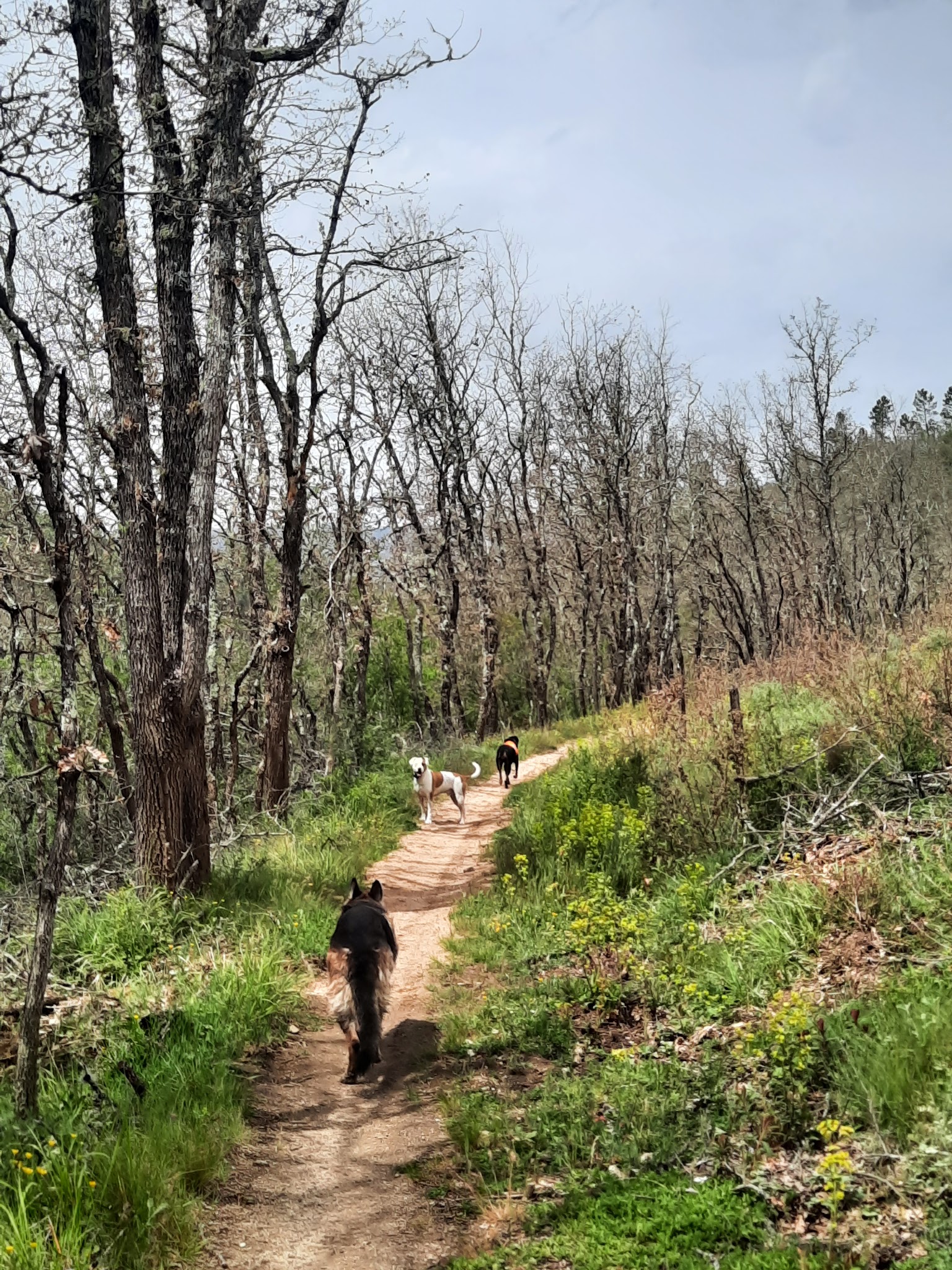 DoggydogFamily — photo