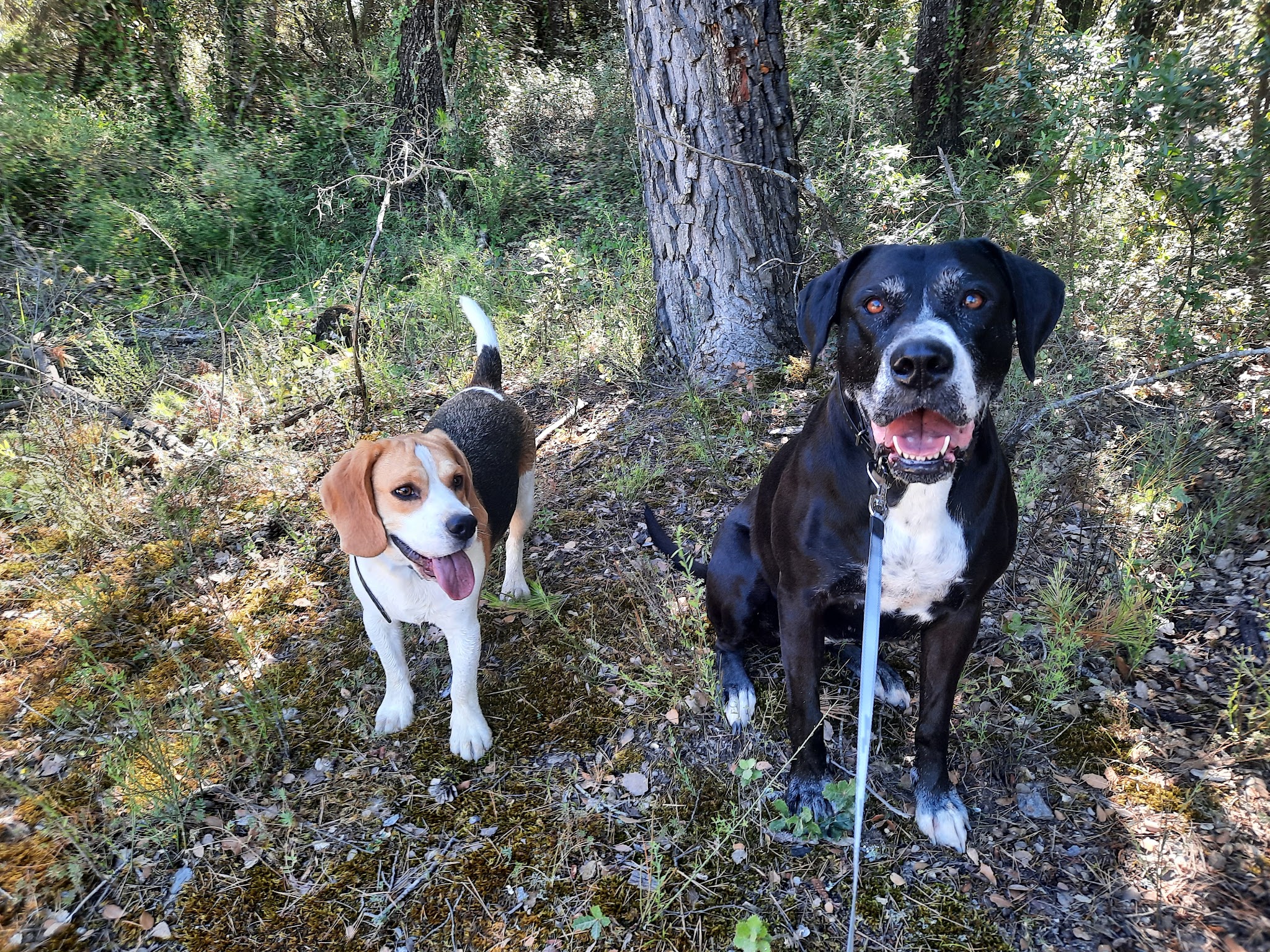 DoggydogFamily — photo