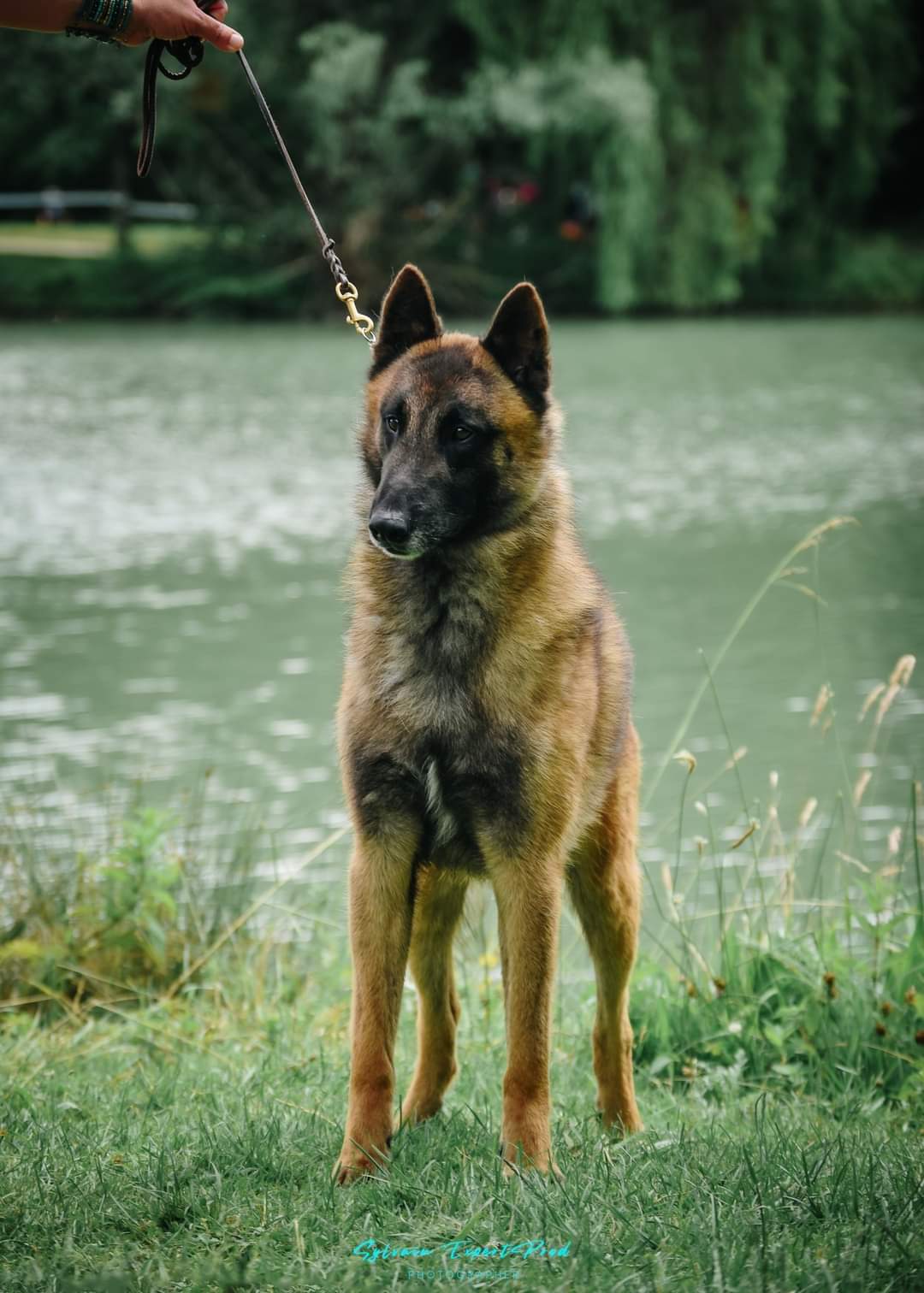 ELEVAGE PENSION CANINE DE KARYSHA — photo