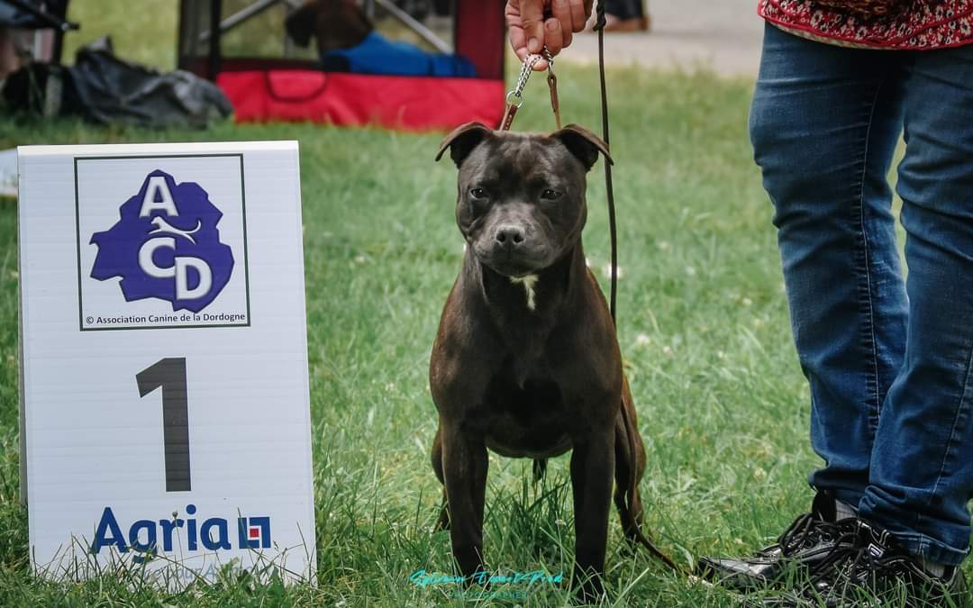 ELEVAGE PENSION CANINE DE KARYSHA — photo
