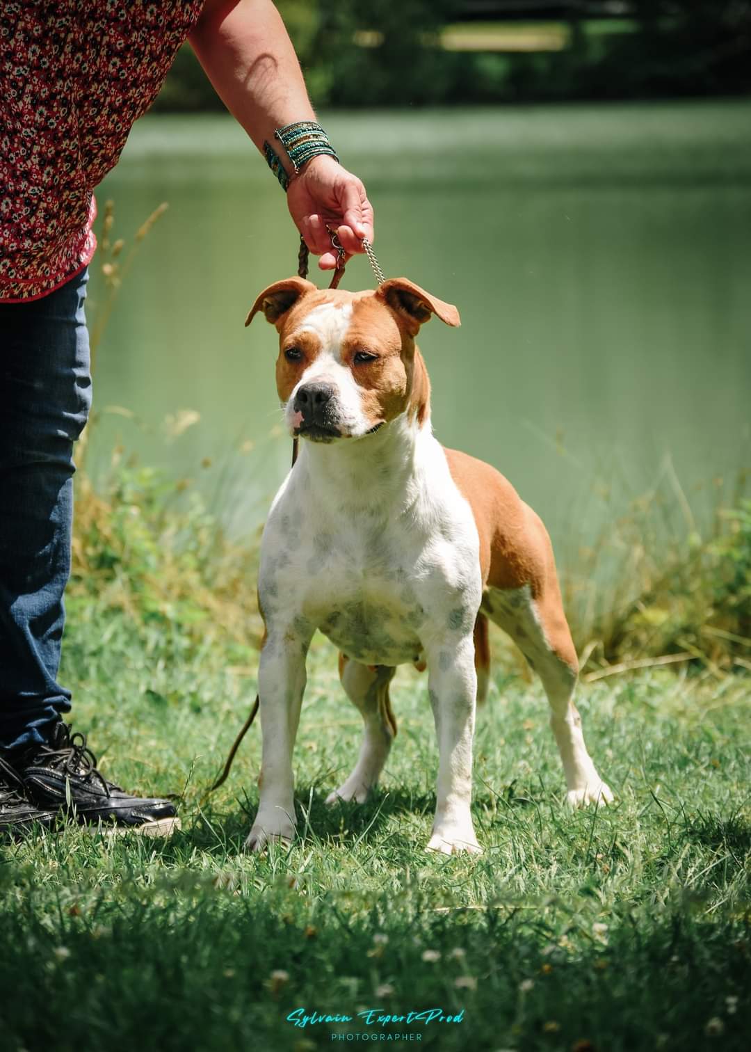 ELEVAGE PENSION CANINE DE KARYSHA — photo