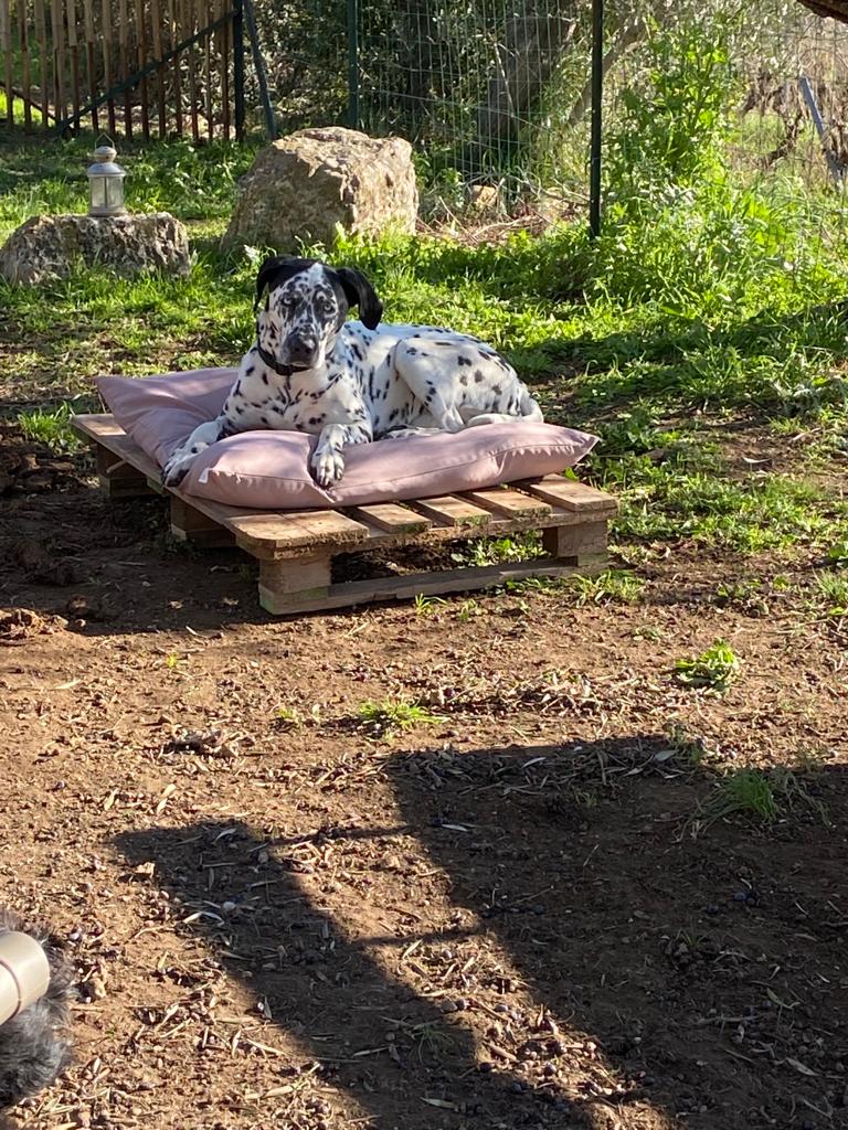 Les petits pas de zoé — photo
