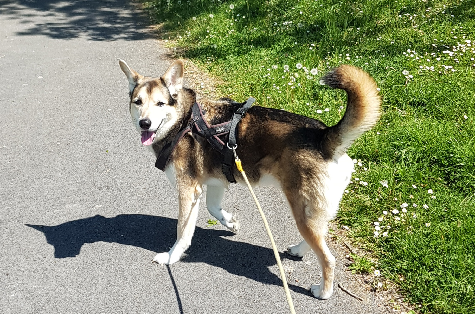 RoxiPets
