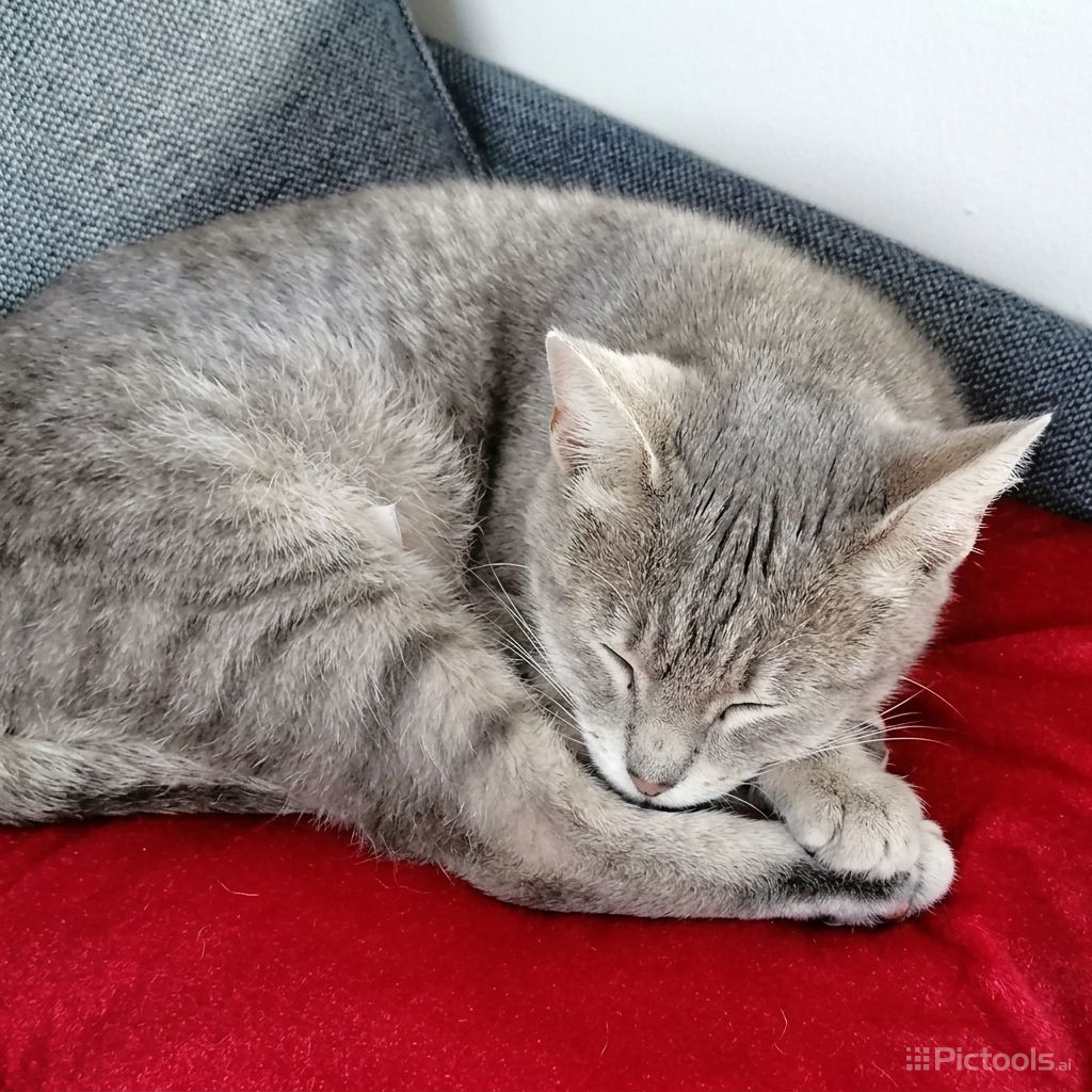 RoxiPets — photo