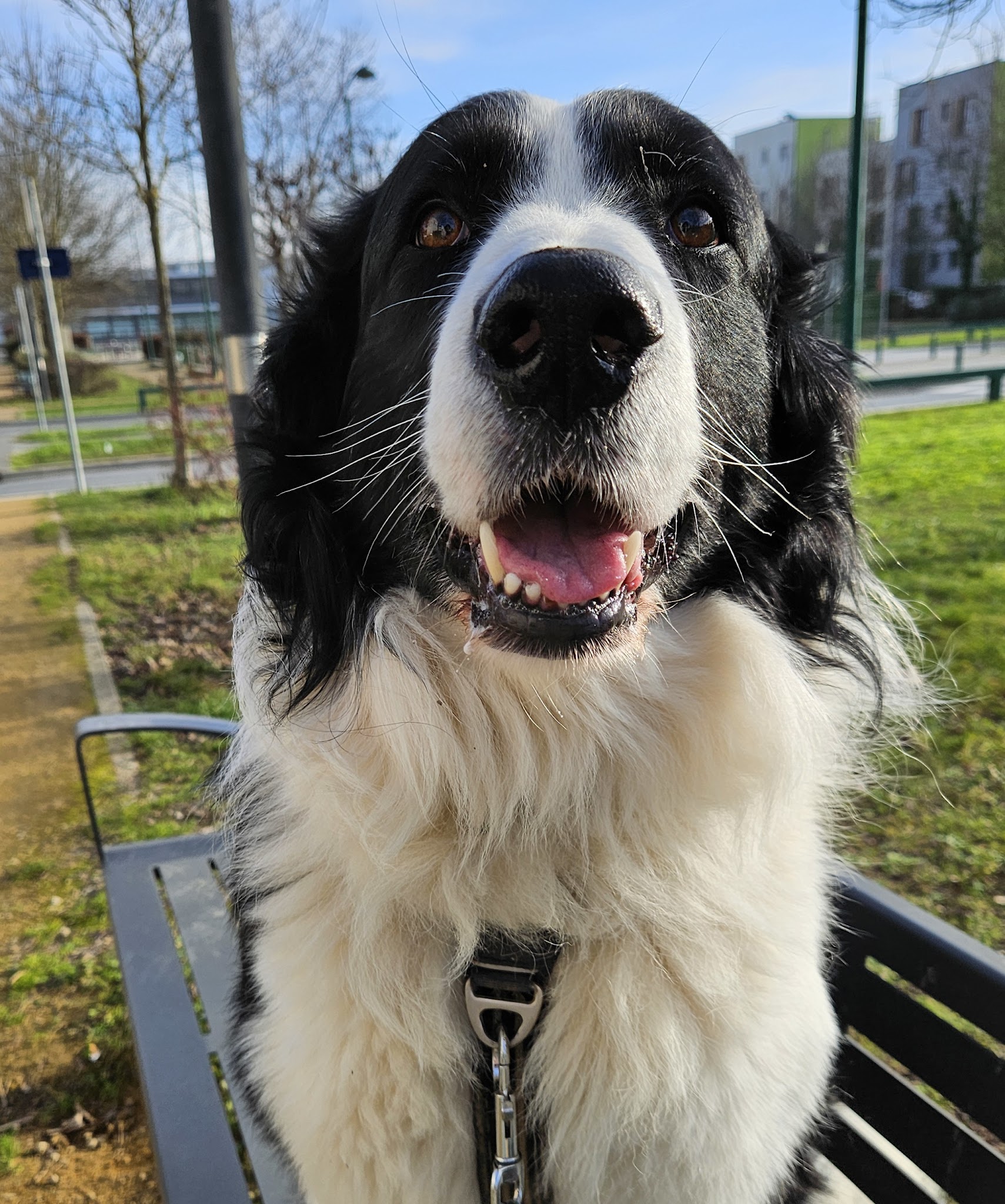 RoxiPets — photo