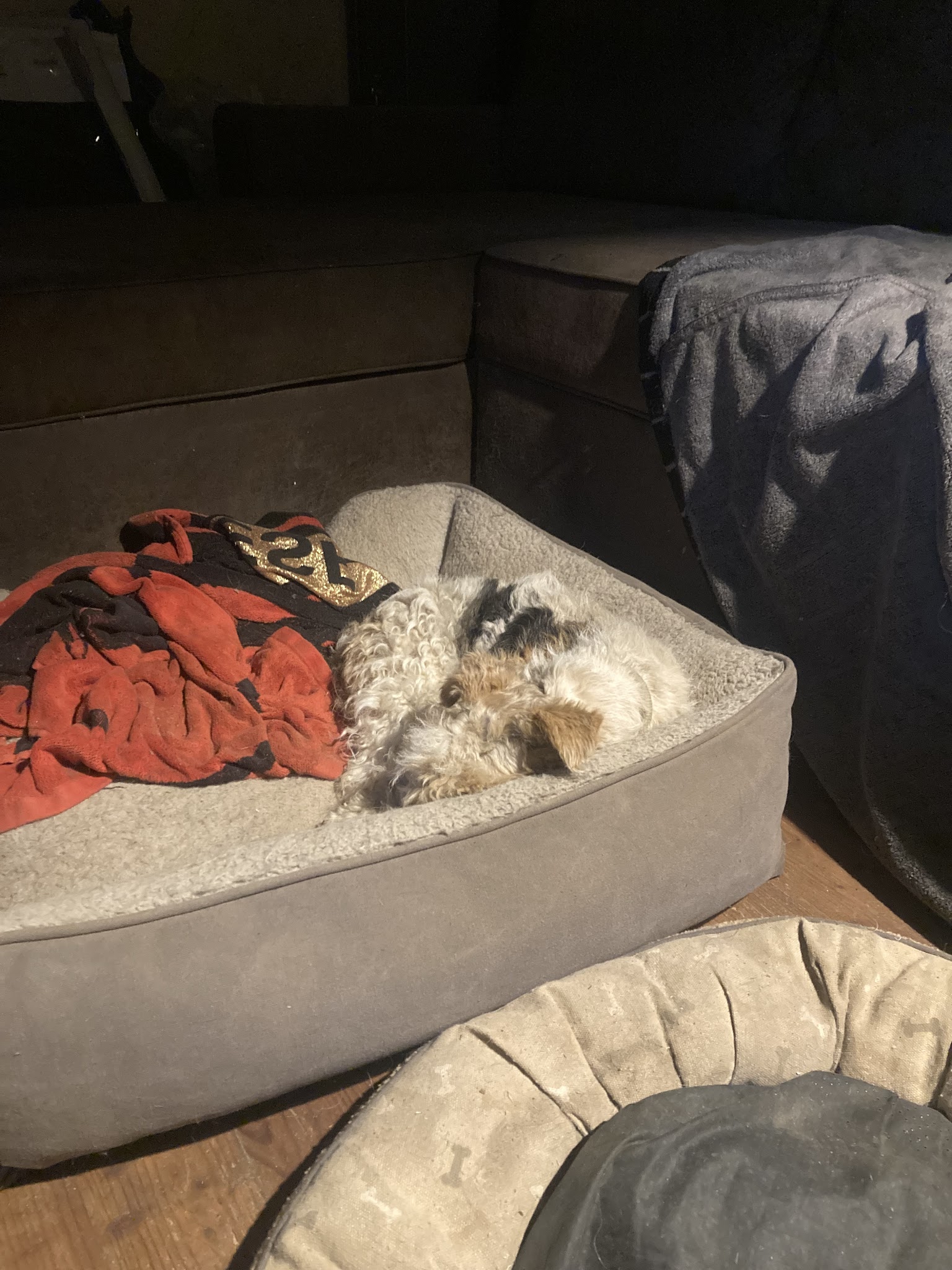 Flair Plaisir Pension Canine — photo