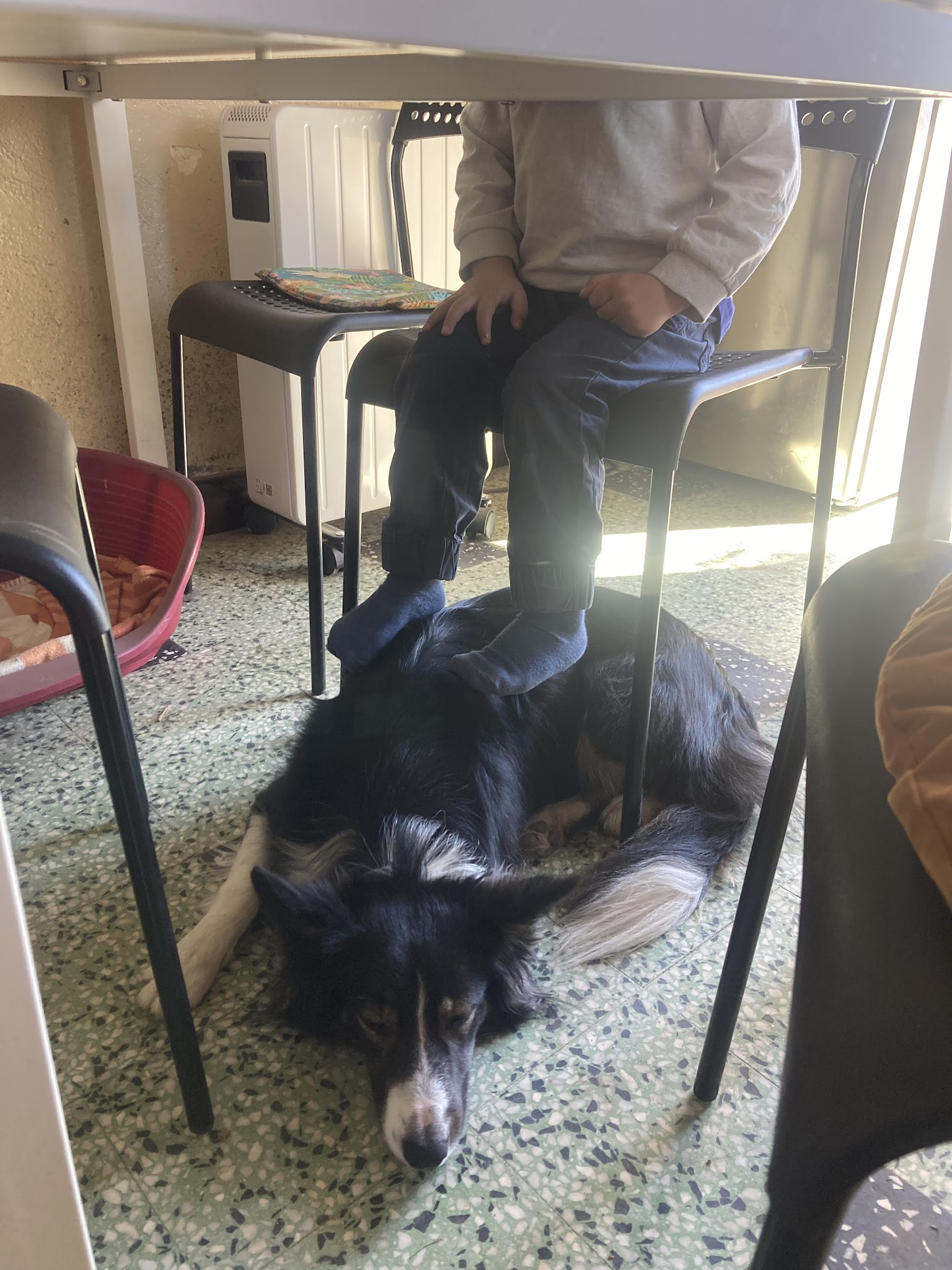 Flair Plaisir Pension Canine