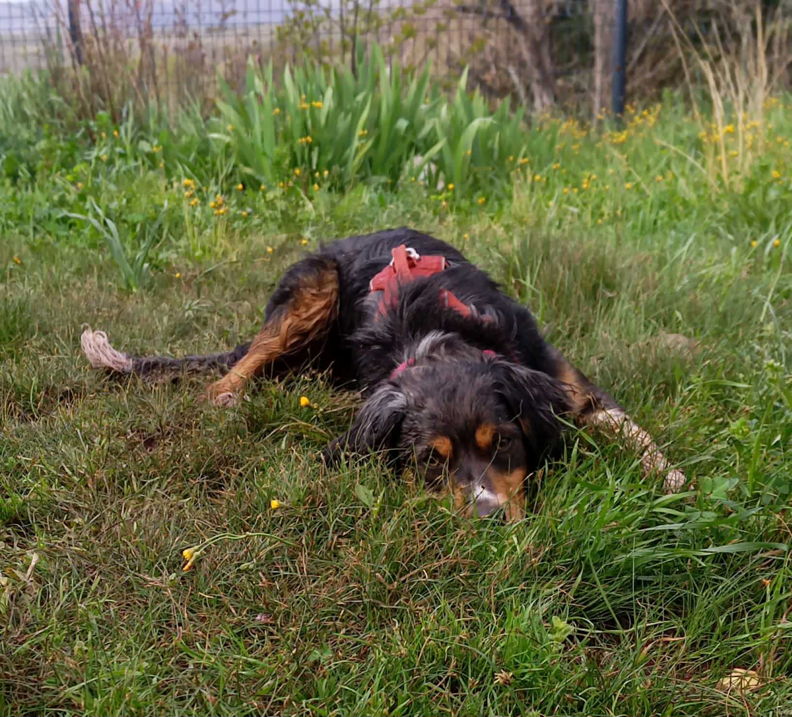 Chez Poils et Pattes — photo