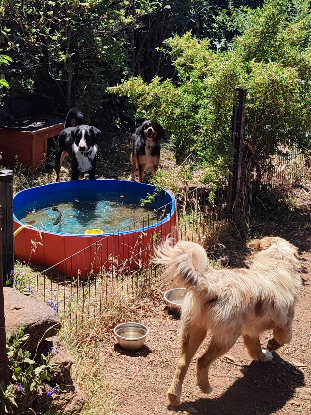 Chez Poils et Pattes — photo