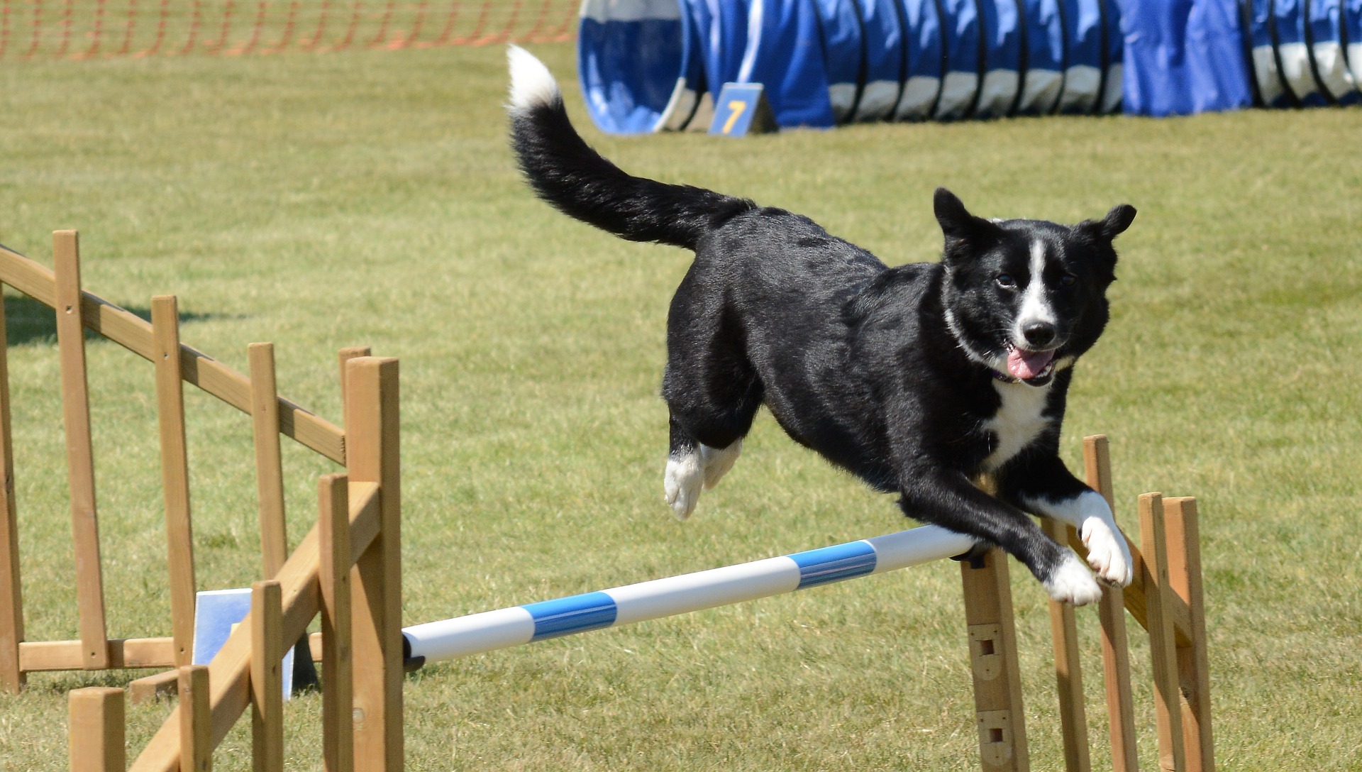 Canitrainer38 Pension canine & Nutrition chien — photo