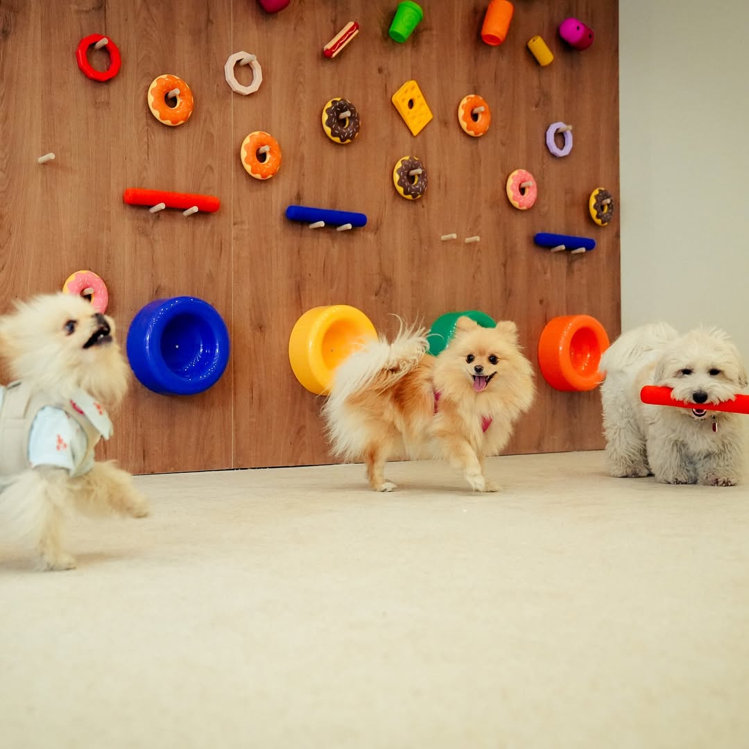 The Dogry — photo