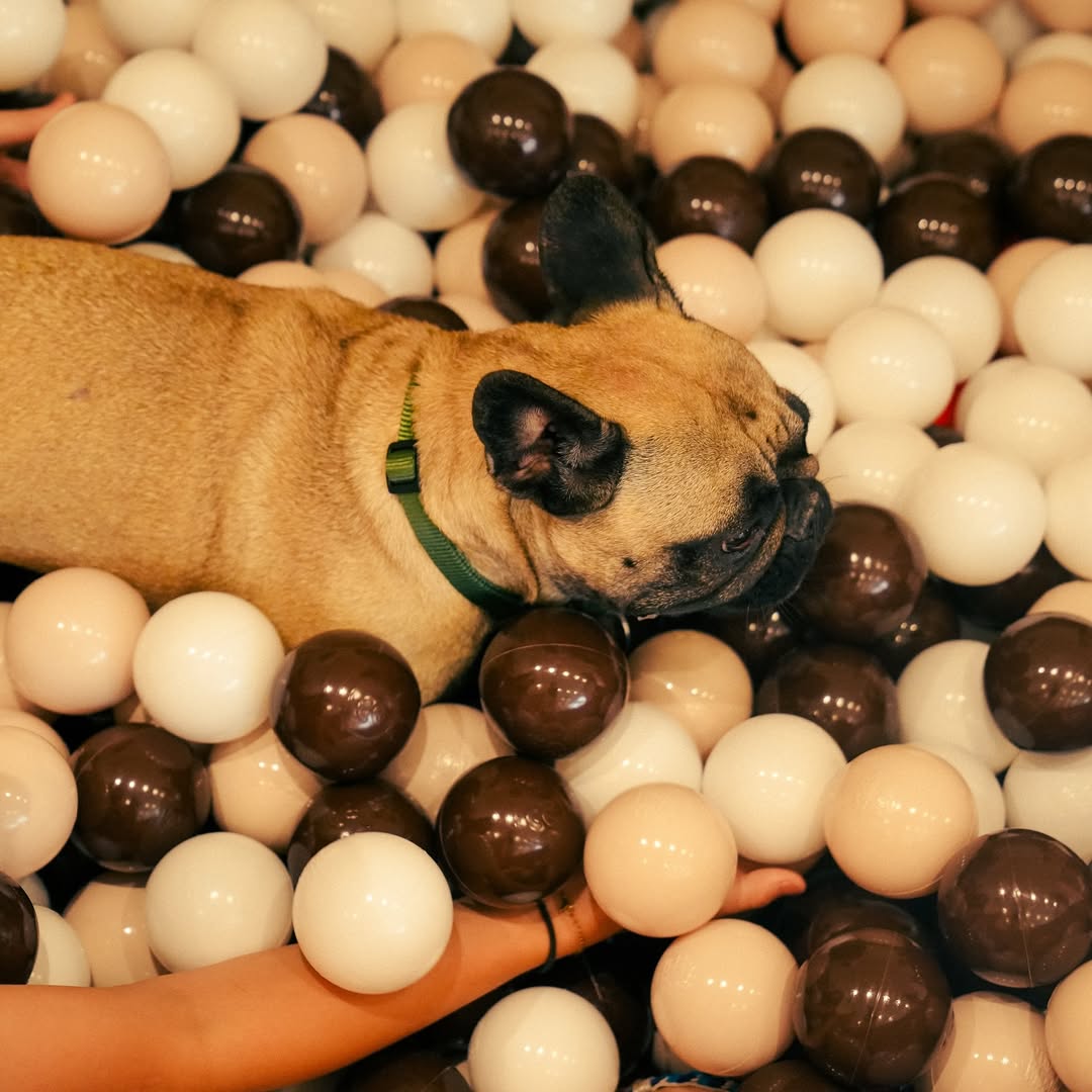 The Dogry — photo