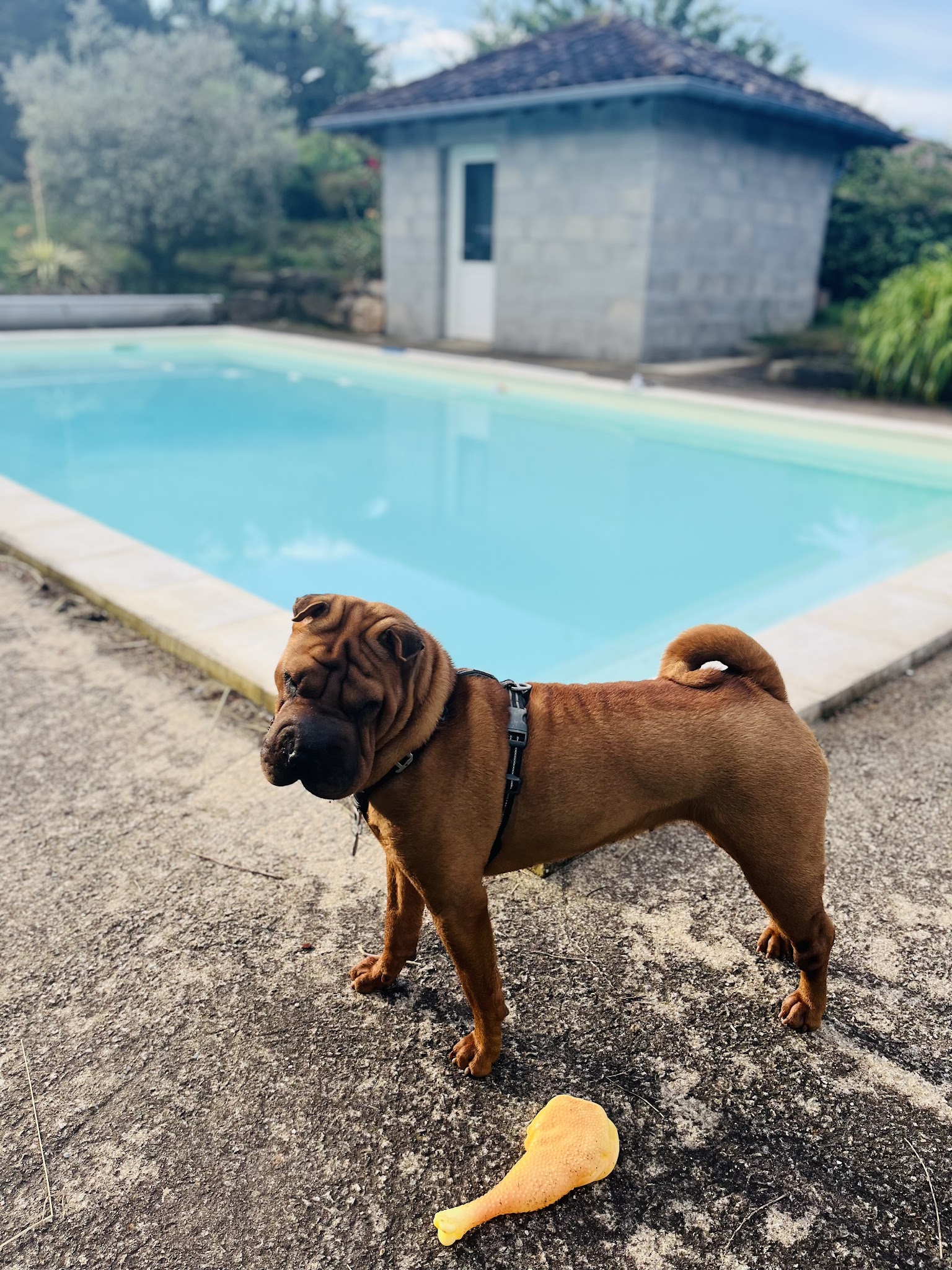 La Pension de l'Olivier — photo