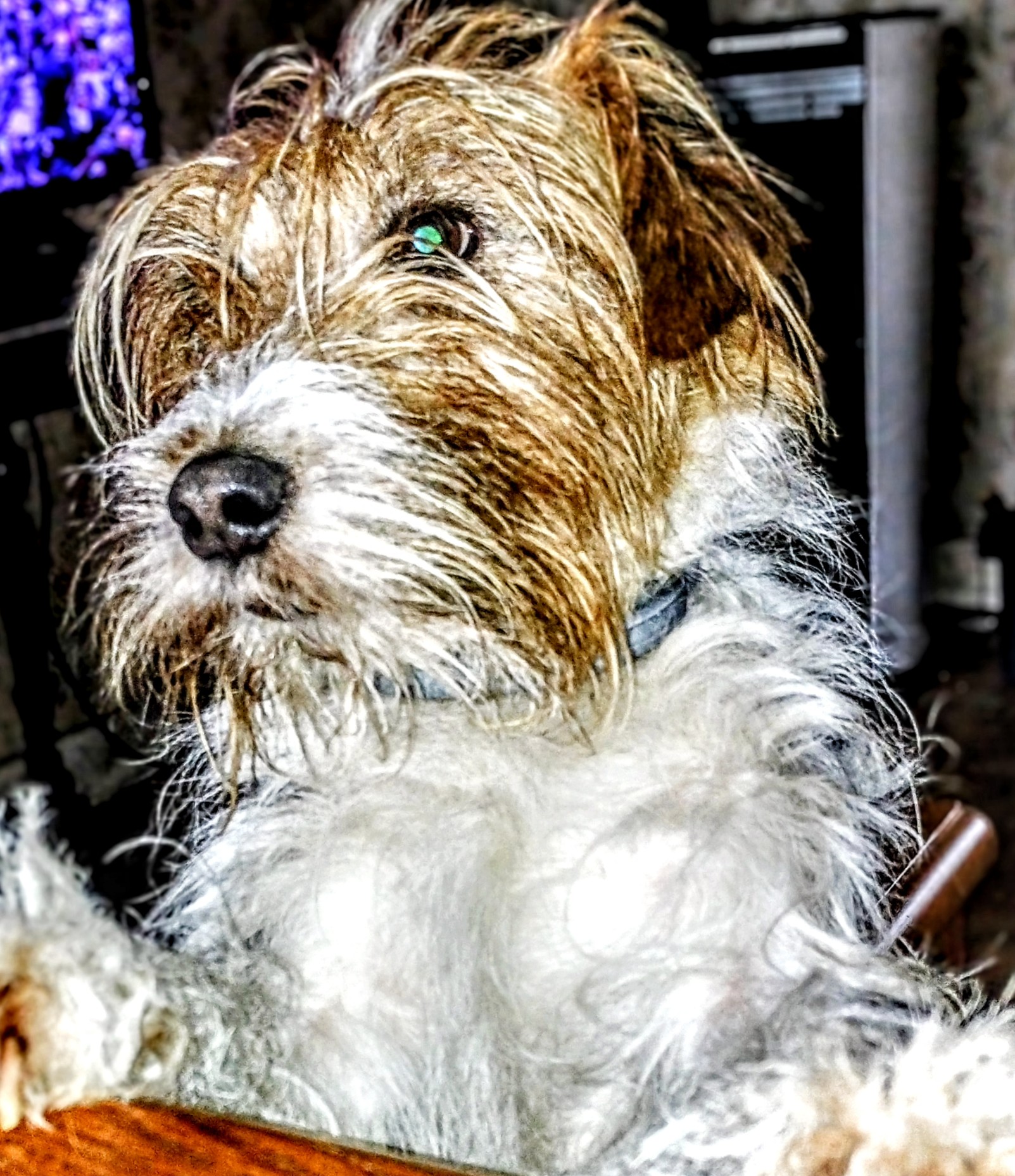 Pension Canine "Au Chien Gentil" — photo