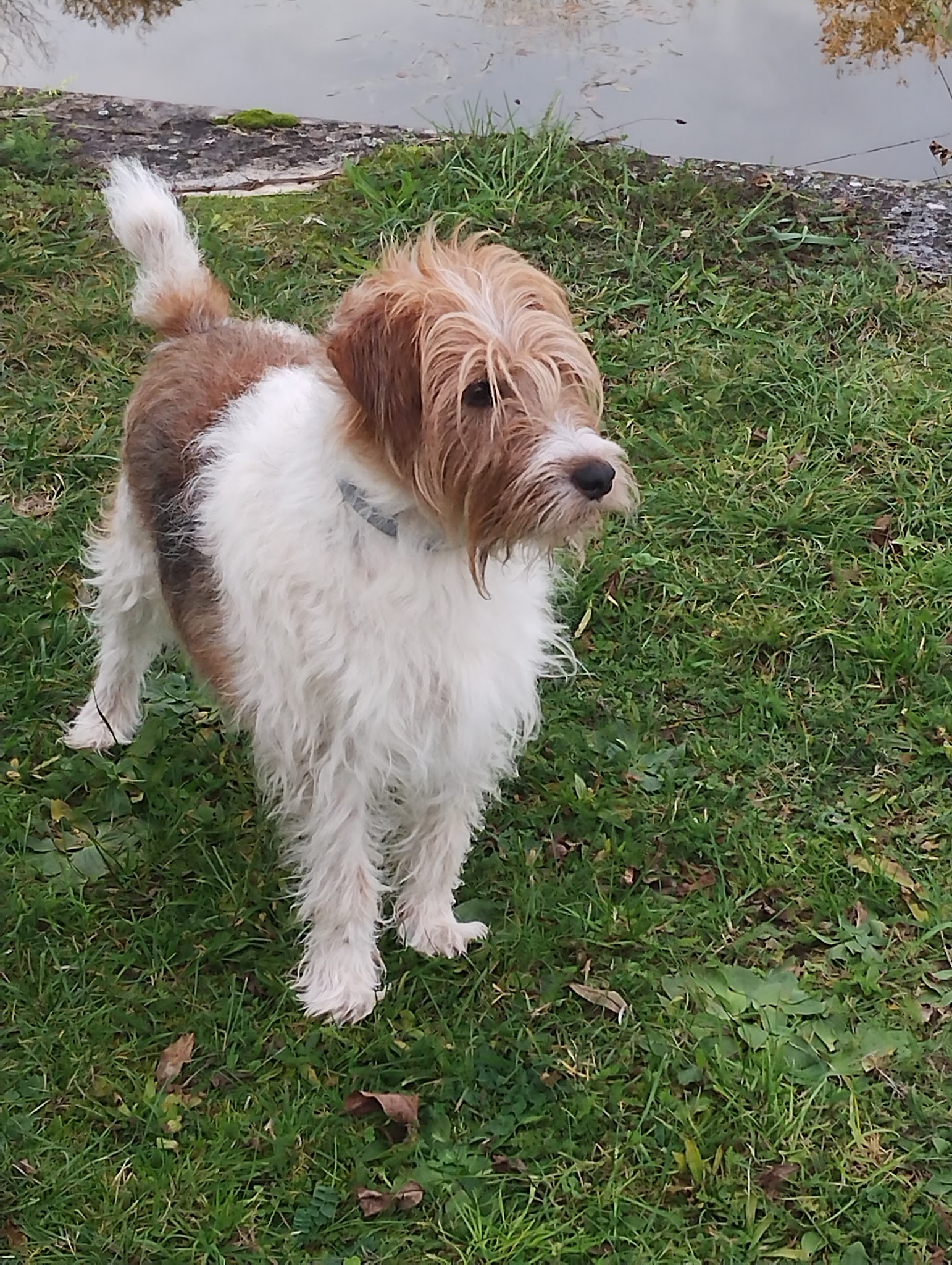Pension Canine "Au Chien Gentil" — photo