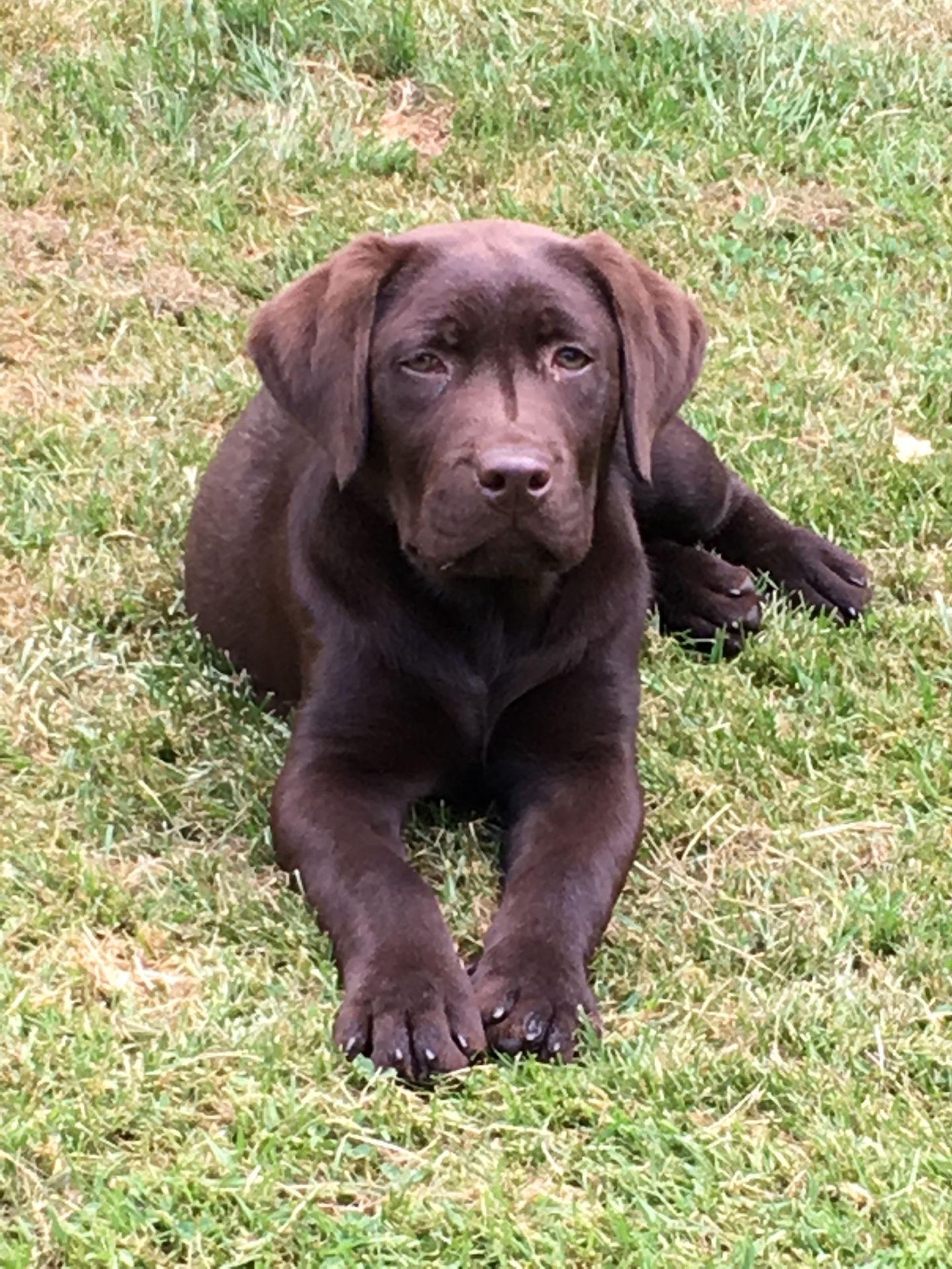 Pension Canine du Pacha'Moor — photo
