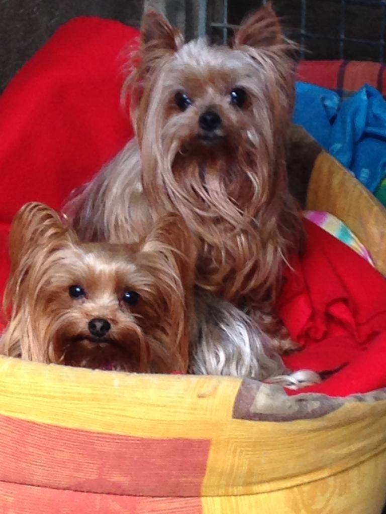 Pension Canine du Pacha'Moor — photo