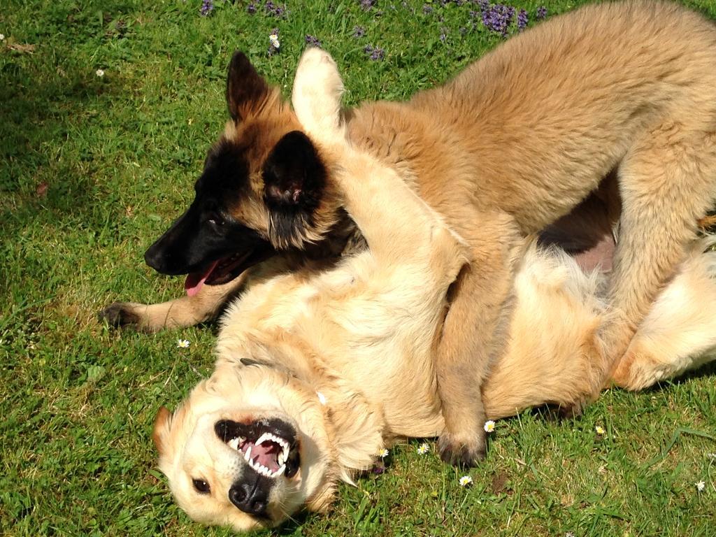 Pension Canine du Pacha'Moor — photo