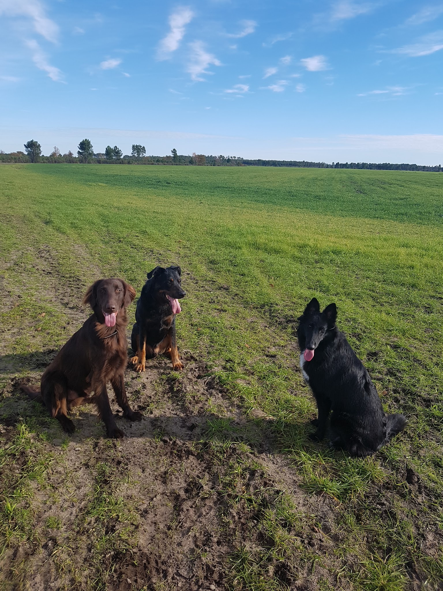 Centre canin et pension féline du Bois du Saüt — photo