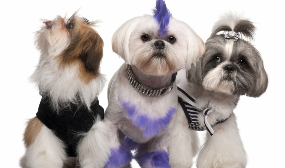 Aux4Pat Toilettage et Pension Canine — photo