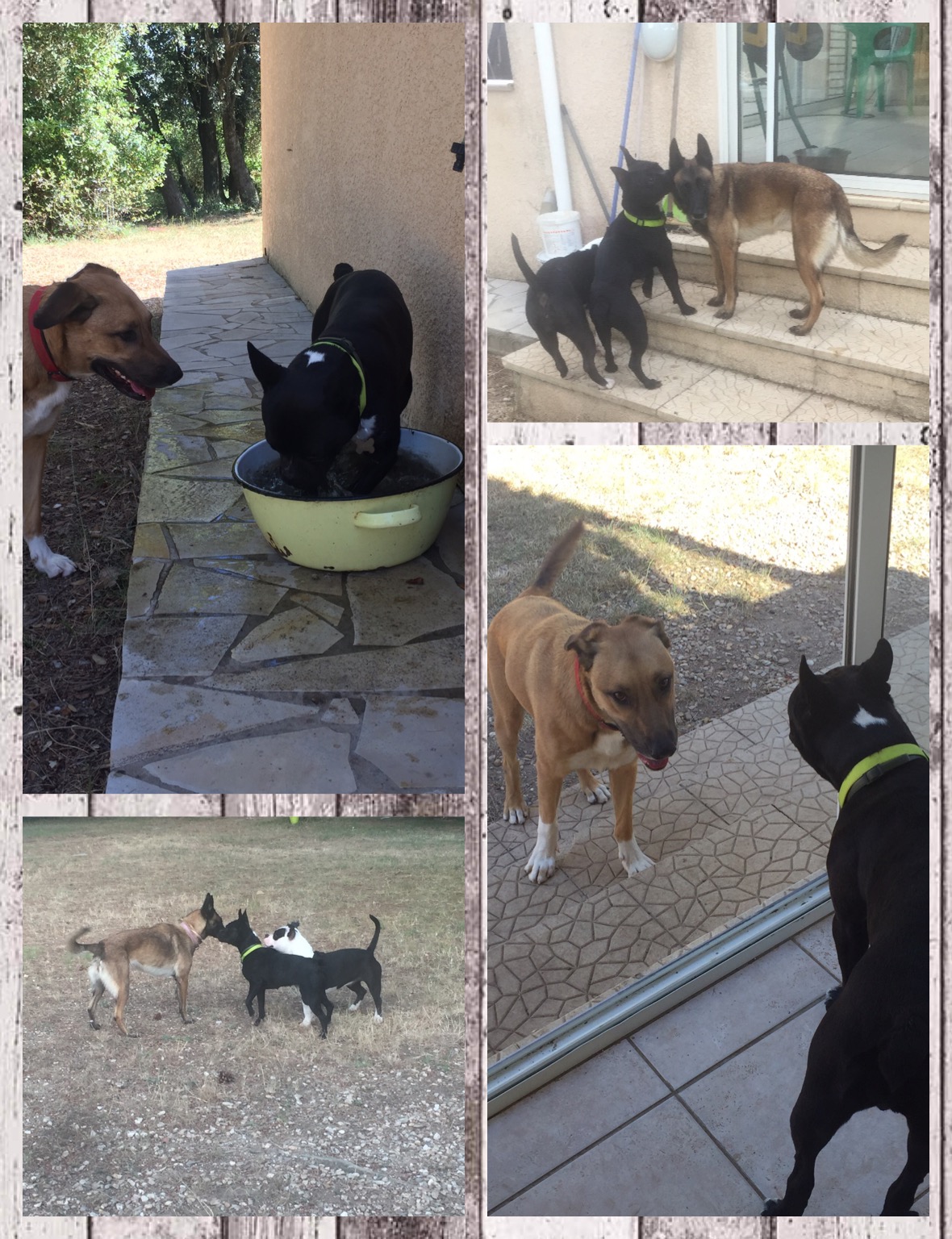 Aux4Pat Toilettage et Pension Canine — photo