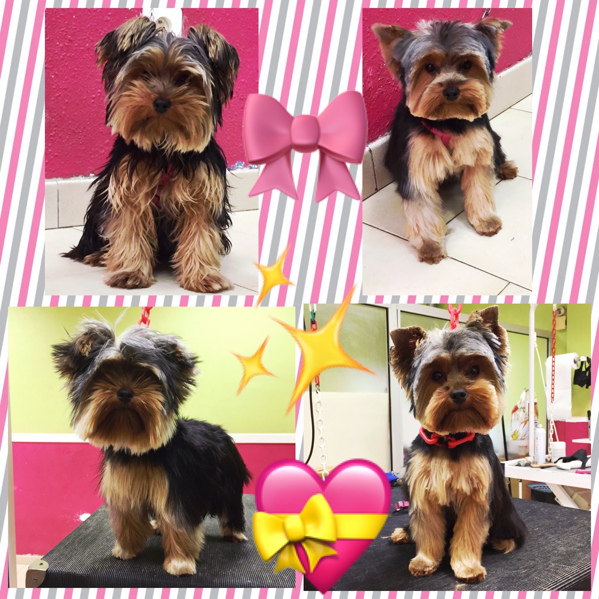 Aux4Pat Toilettage et Pension Canine — photo