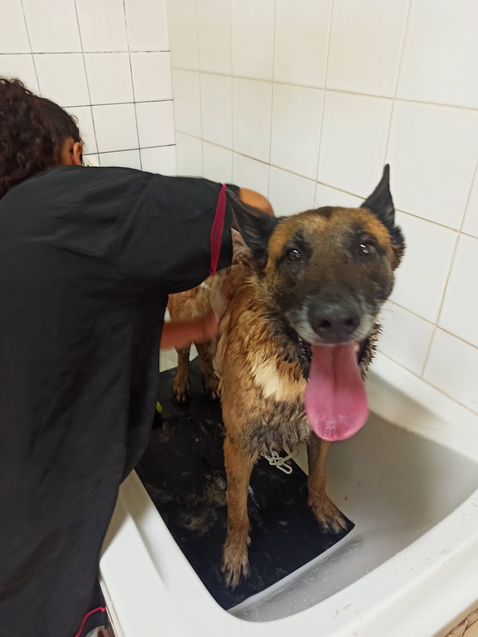 Aux4Pat Toilettage et Pension Canine — photo