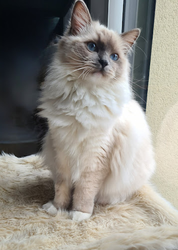 Castel Pets | Pet sitter | Garde d'animaux à domicile l Chats Chiens Nac l Ragdoll De Castel Breizh | Chateaugiron