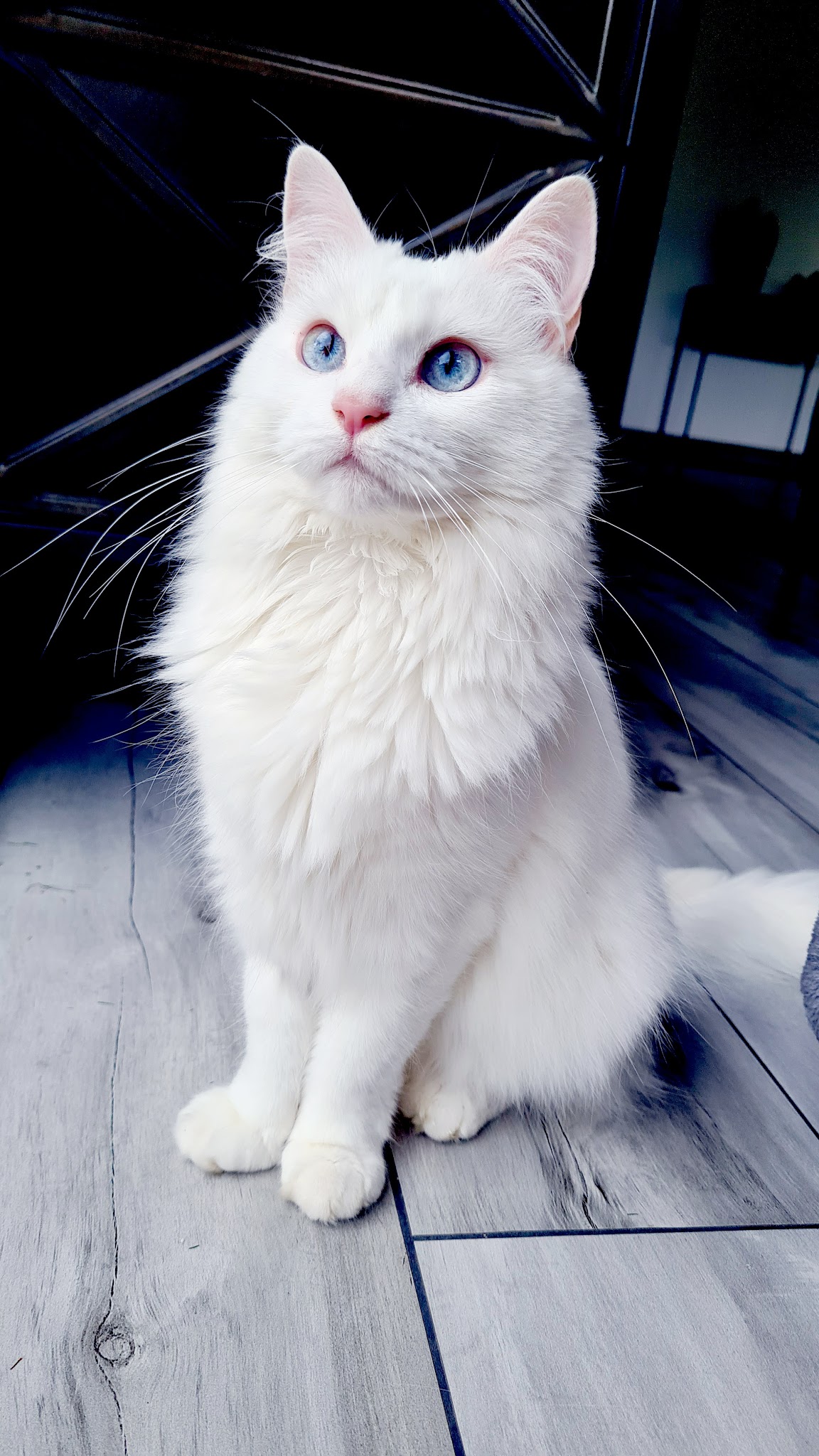 Castel Pets | Pet sitter | Garde d'animaux à domicile l Chats Chiens Nac l Ragdoll De Castel Breizh | Chateaugiron — photo
