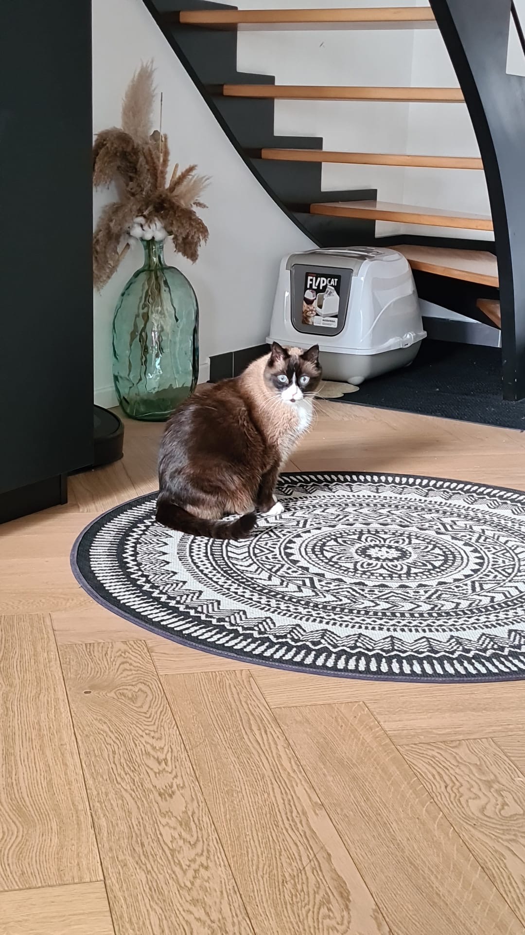 Castel Pets | Pet sitter | Garde d'animaux à domicile l Chats Chiens Nac l Ragdoll De Castel Breizh | Chateaugiron — photo