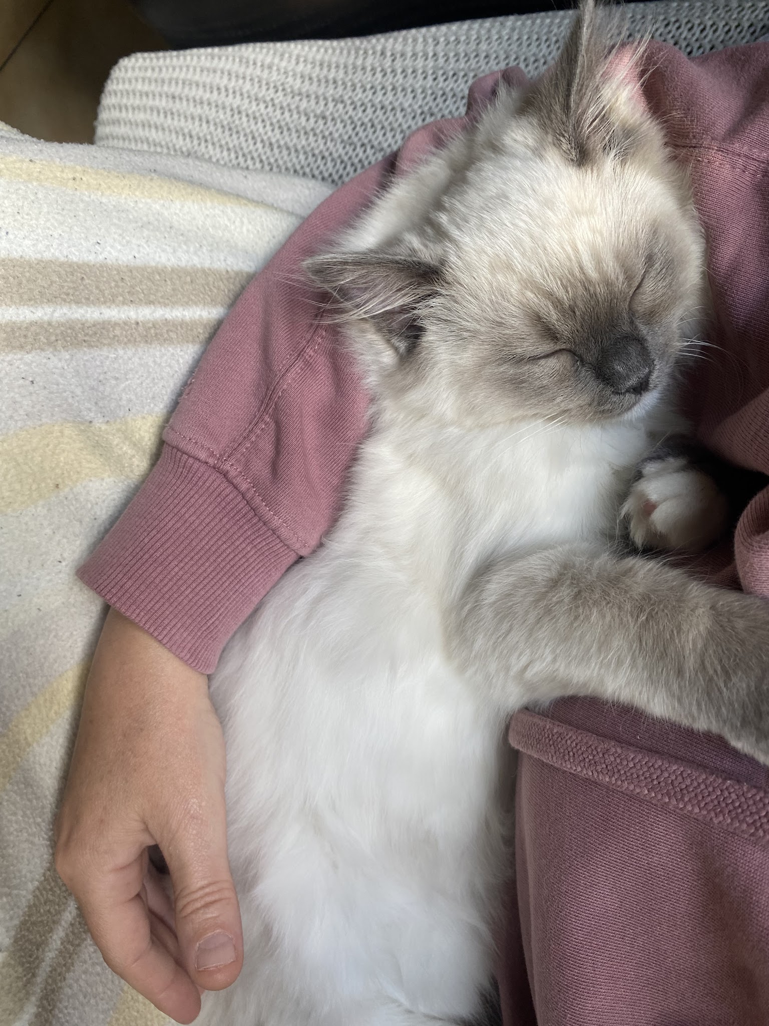 Castel Pets | Pet sitter | Garde d'animaux à domicile l Chats Chiens Nac l Ragdoll De Castel Breizh | Chateaugiron — photo