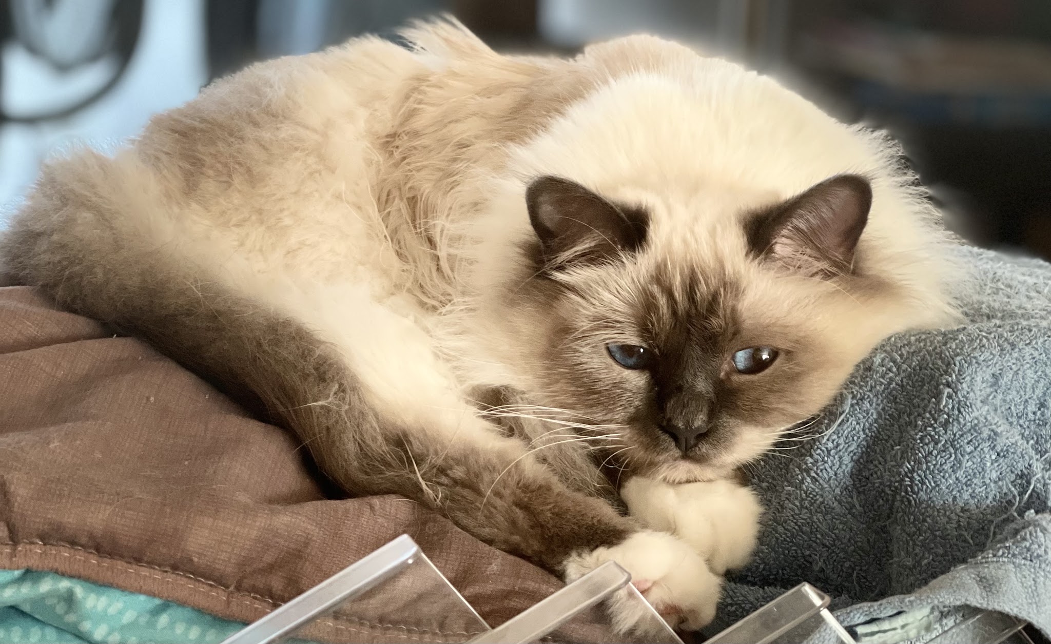 Mon Ange Gardien - Petsitter