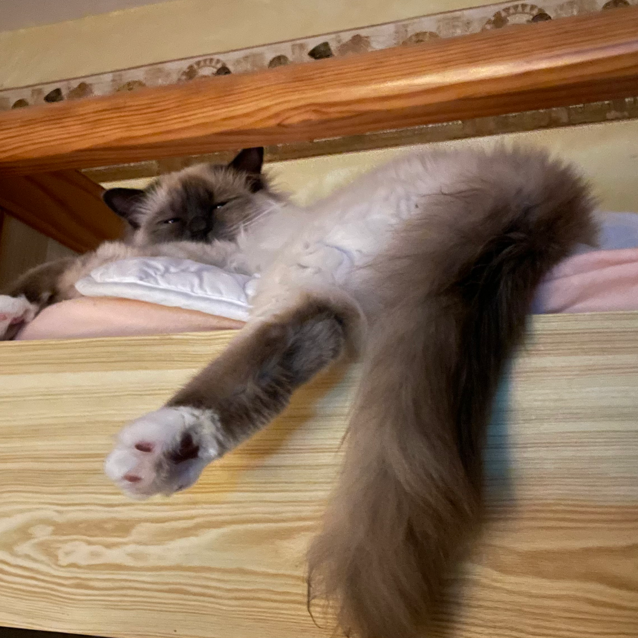 Mon Ange Gardien - Petsitter — photo