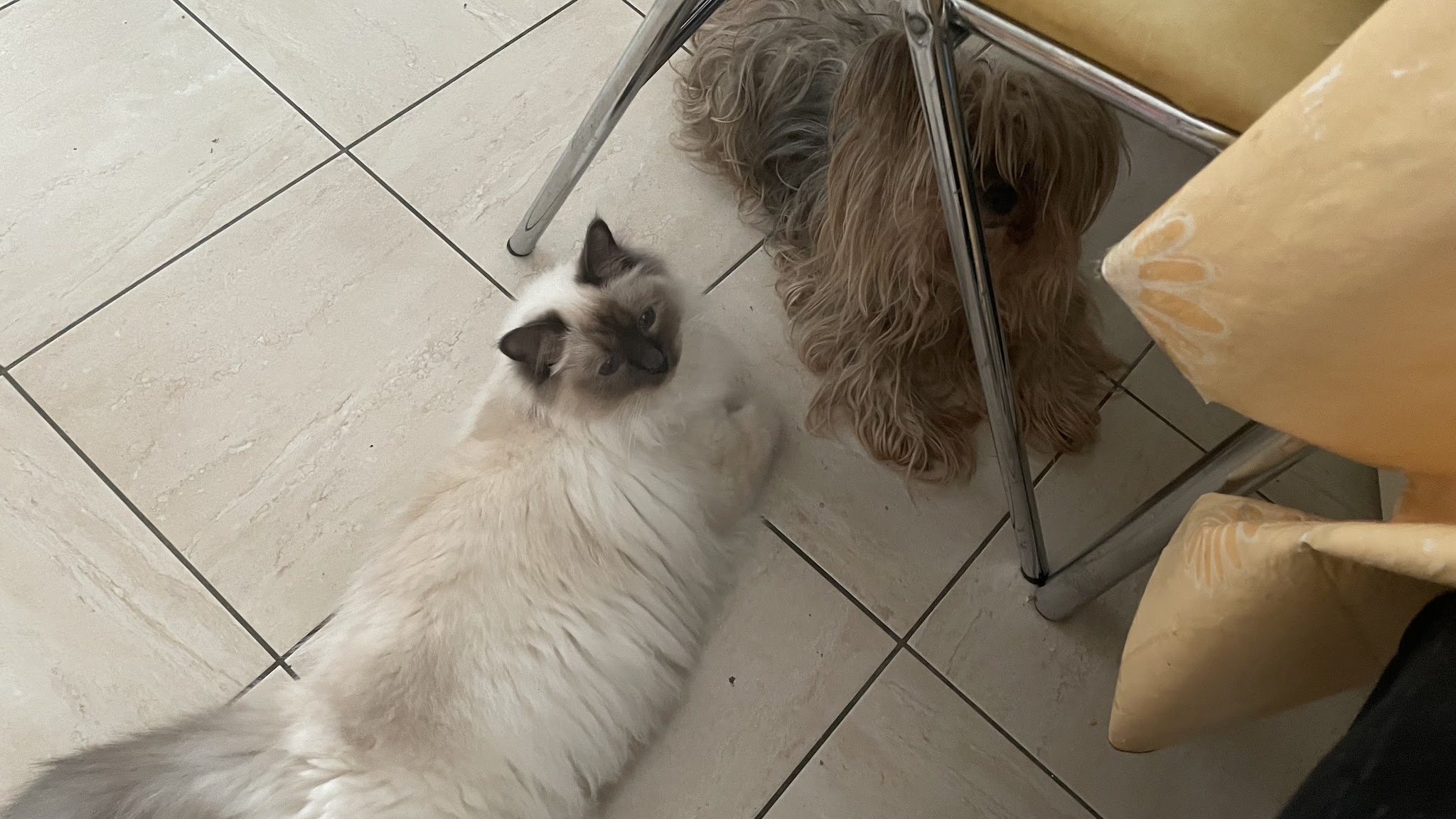 Mon Ange Gardien - Petsitter — photo